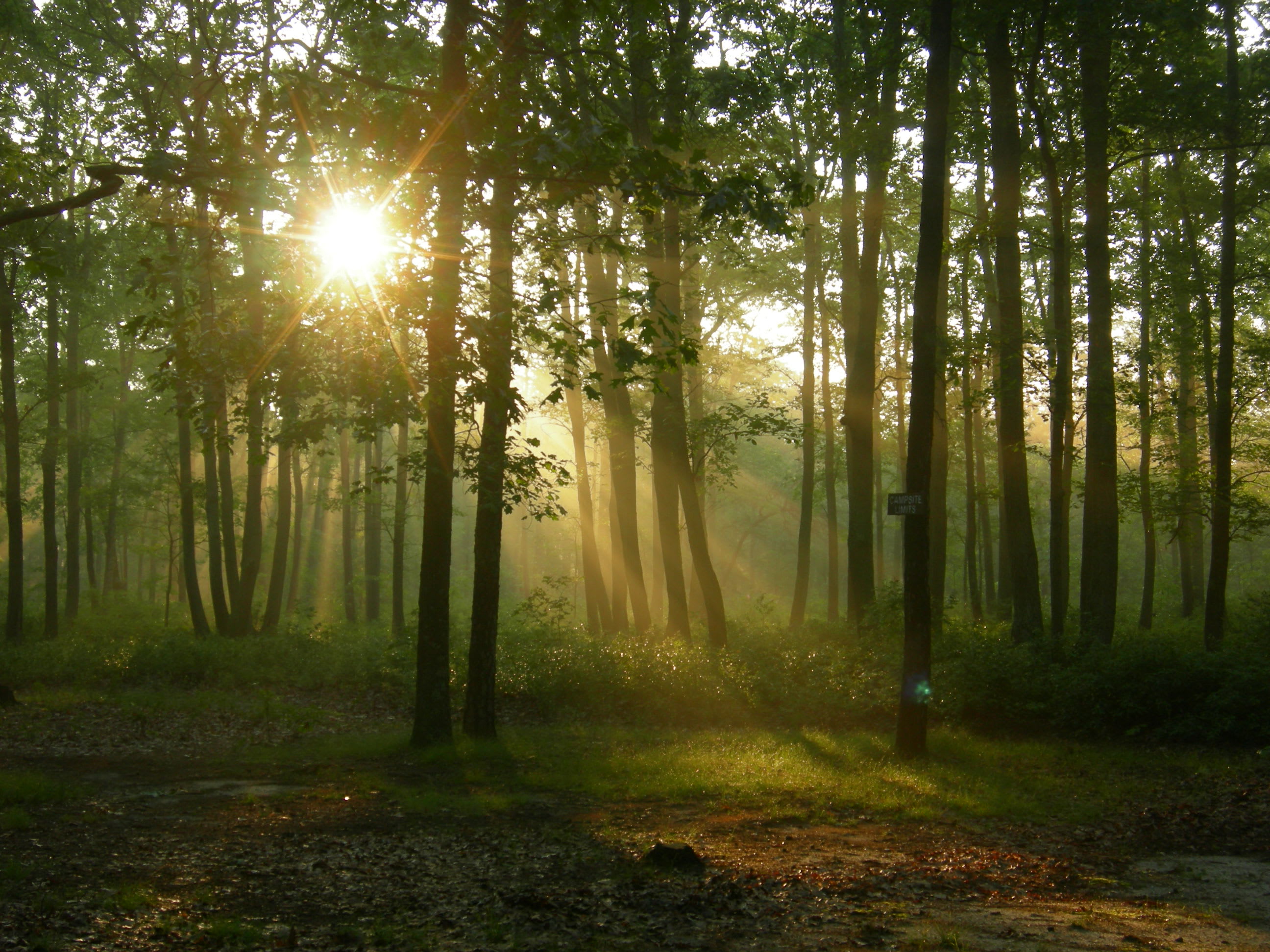 Wharton State Forest