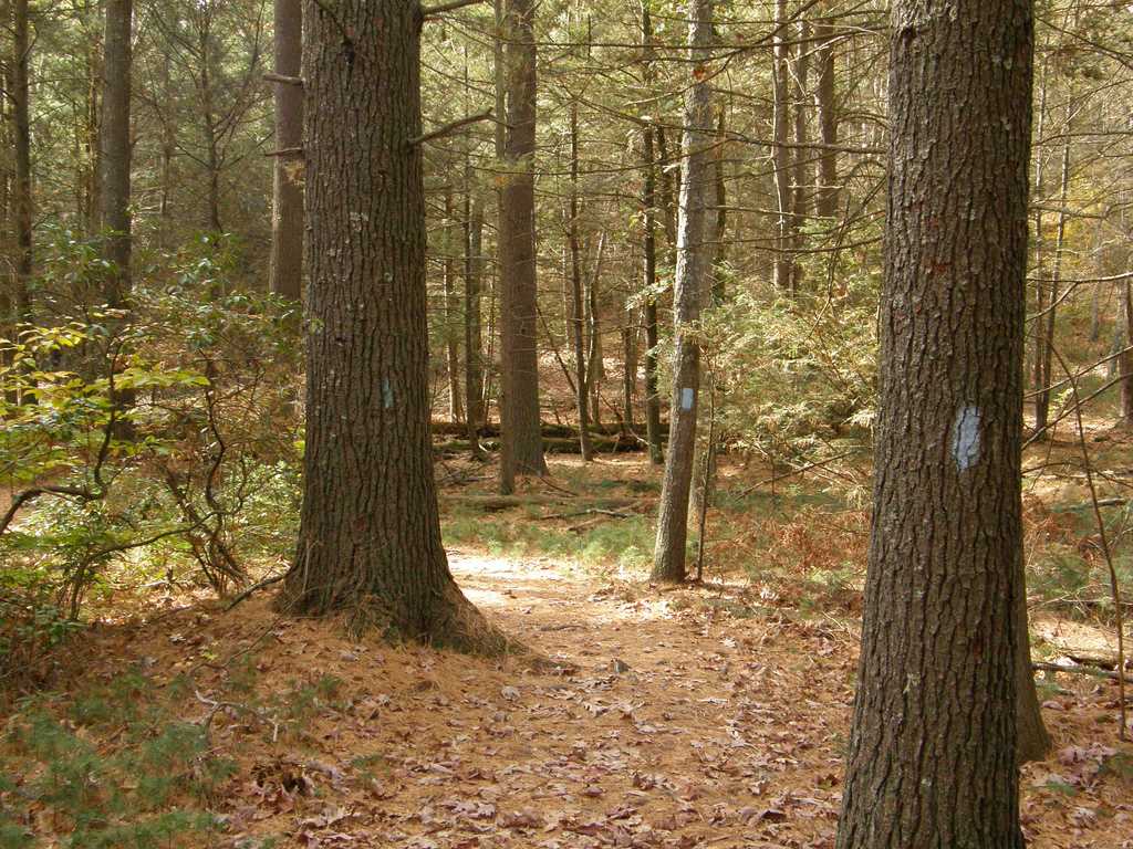 Pachaug State Forest