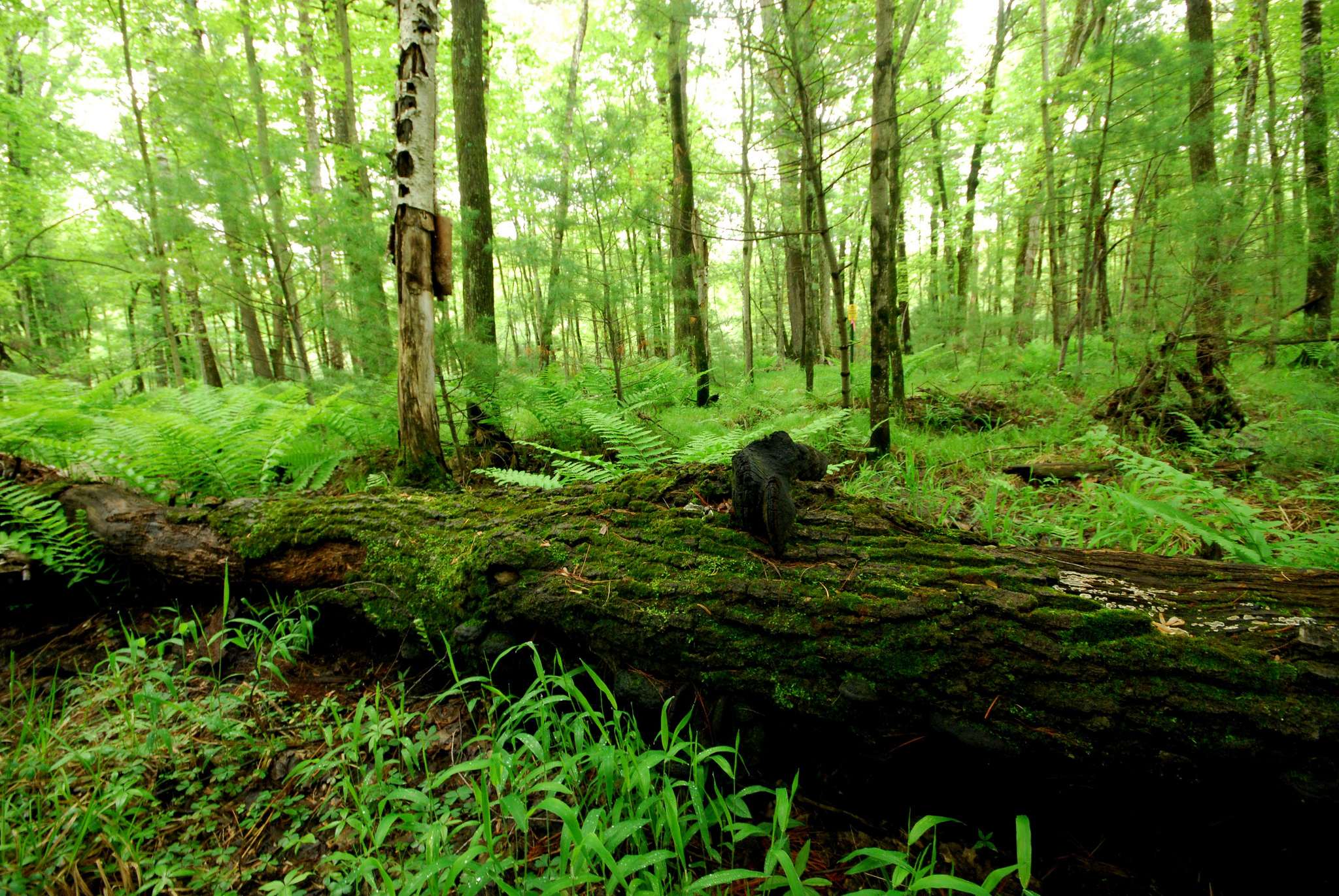 Castle Mound Campground