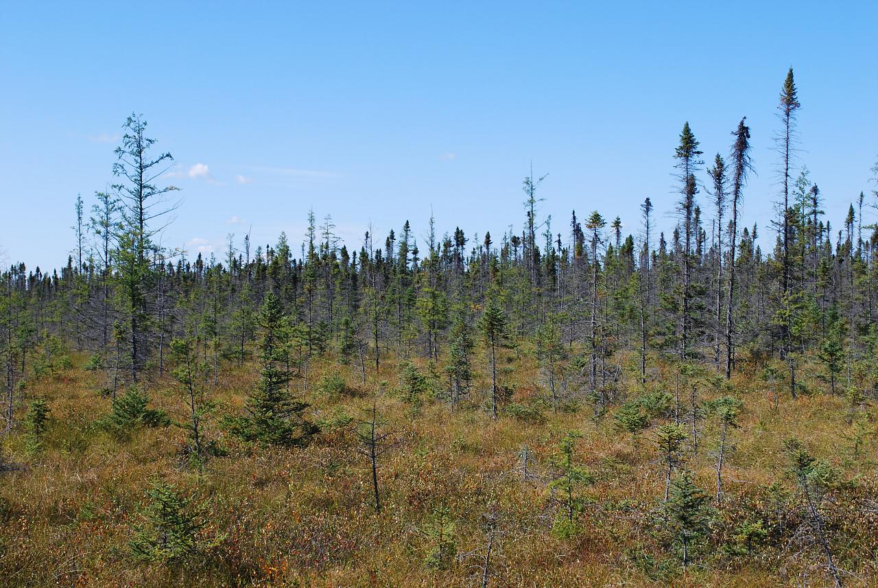 Big Bog Campground