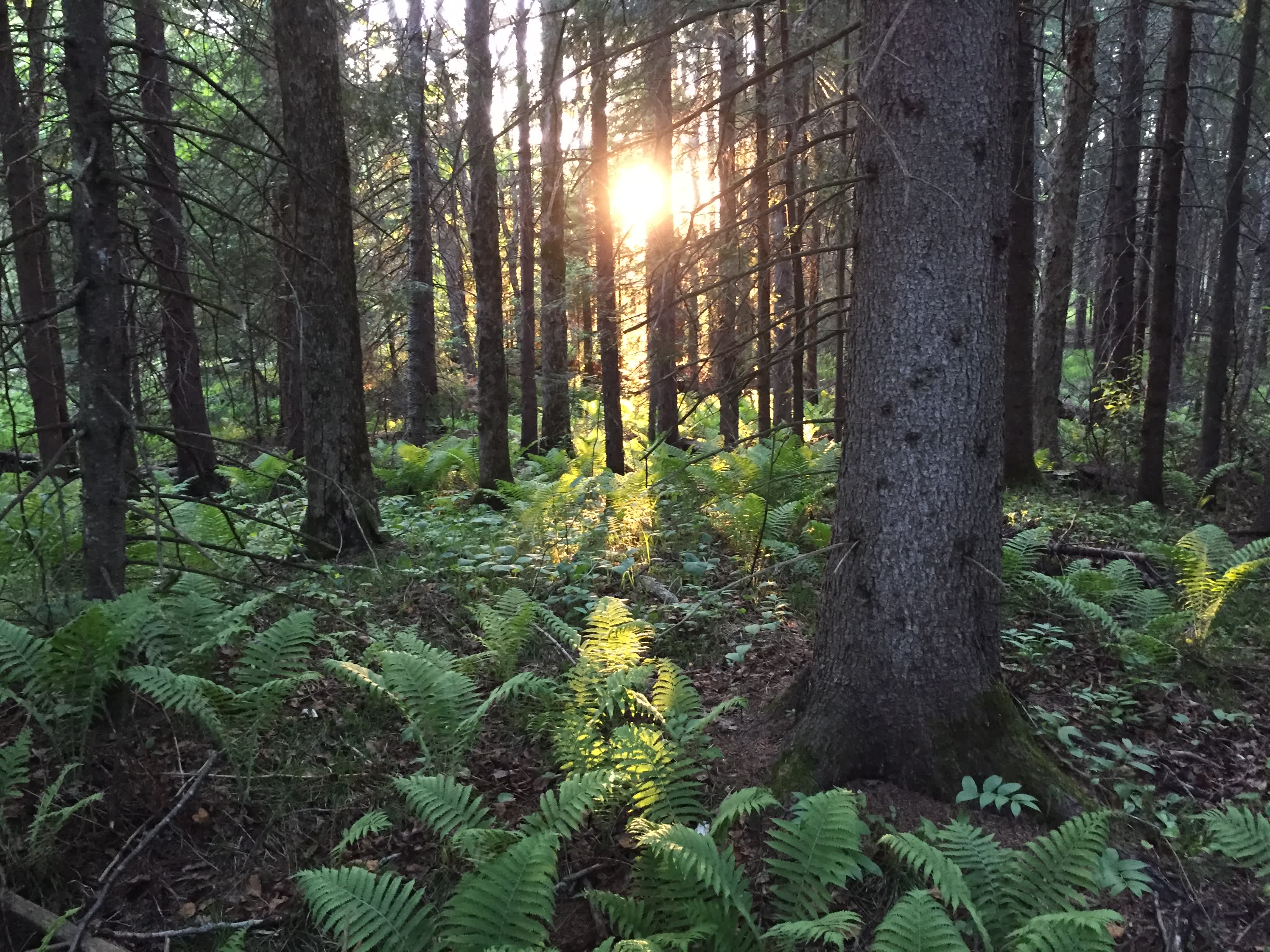 How beautiful is the campground? I took this photo behind a latrine. You'll like it here.