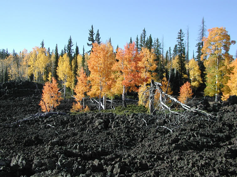Uinta Flat Designated Dispersed Camping Area