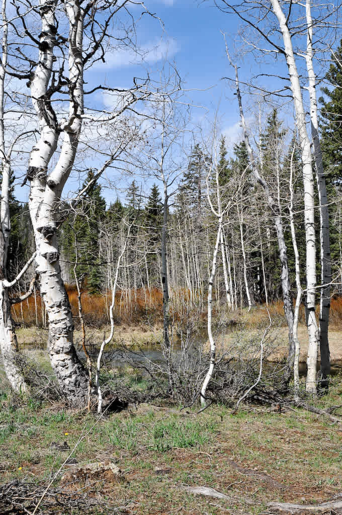 Yankee Designated Dispersed Camping Area