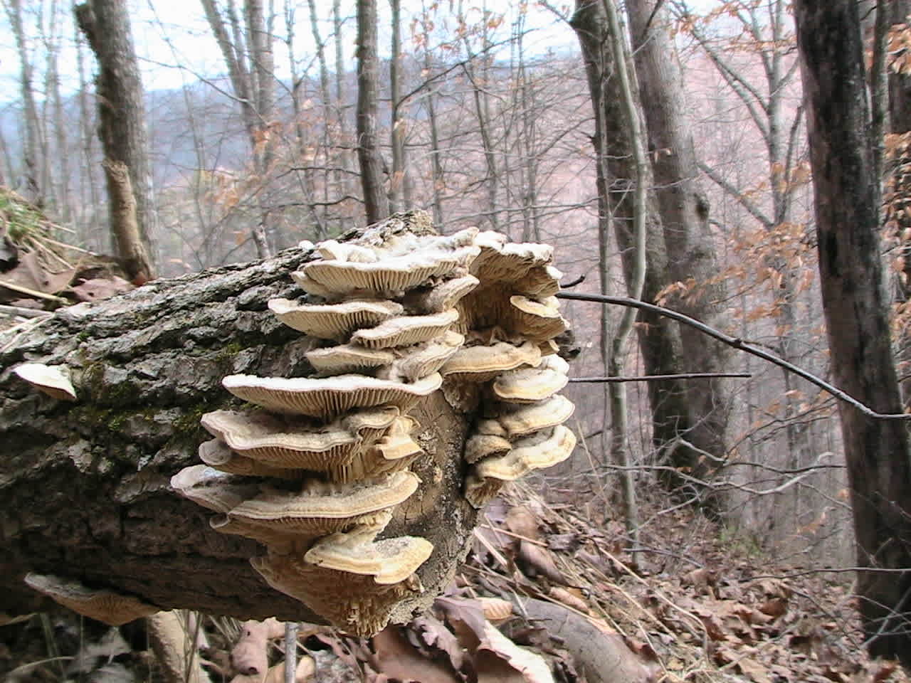 Trace Branch Campground