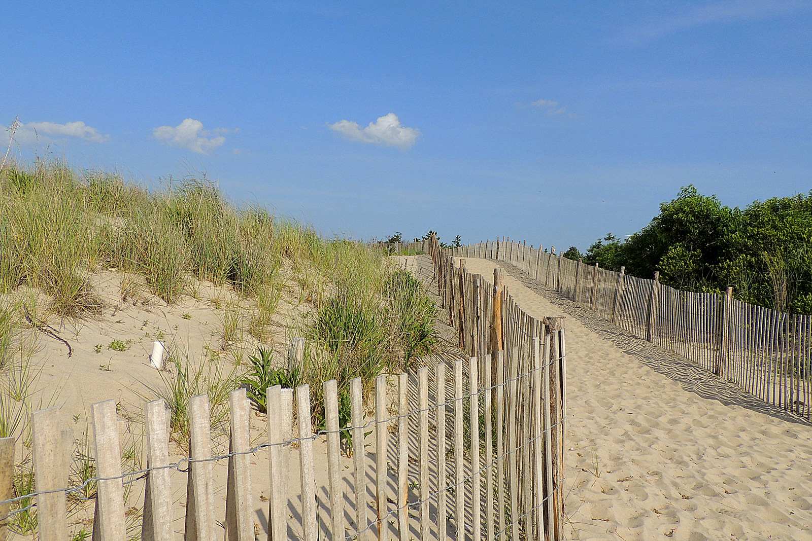 Headed to the beach at Cape Henlopen. 