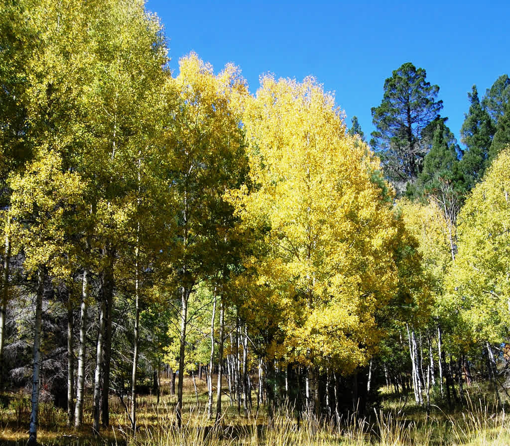 Lincoln National Forest