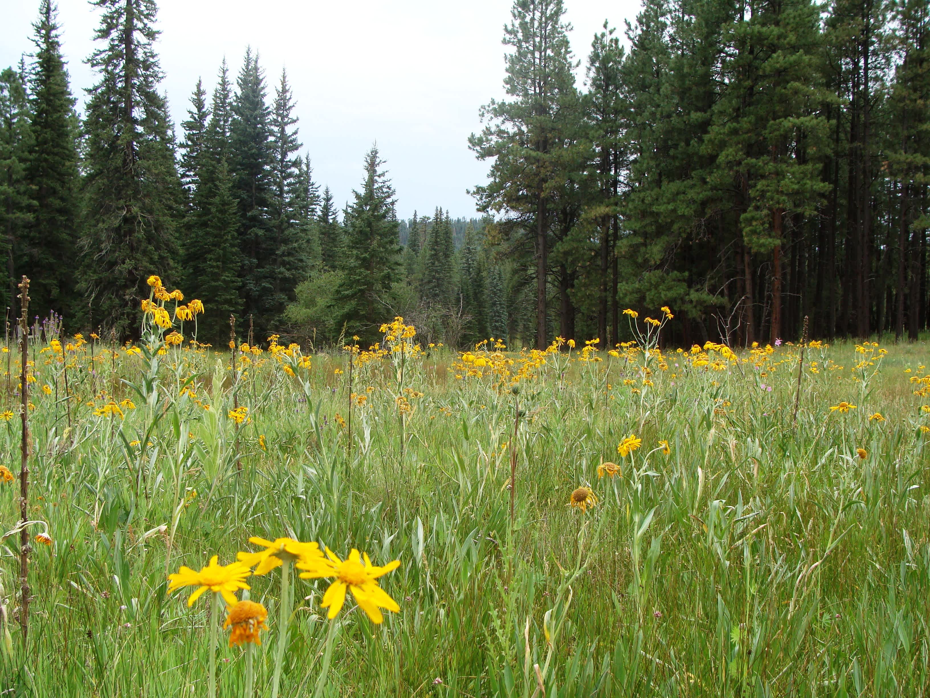 Grayling Campground