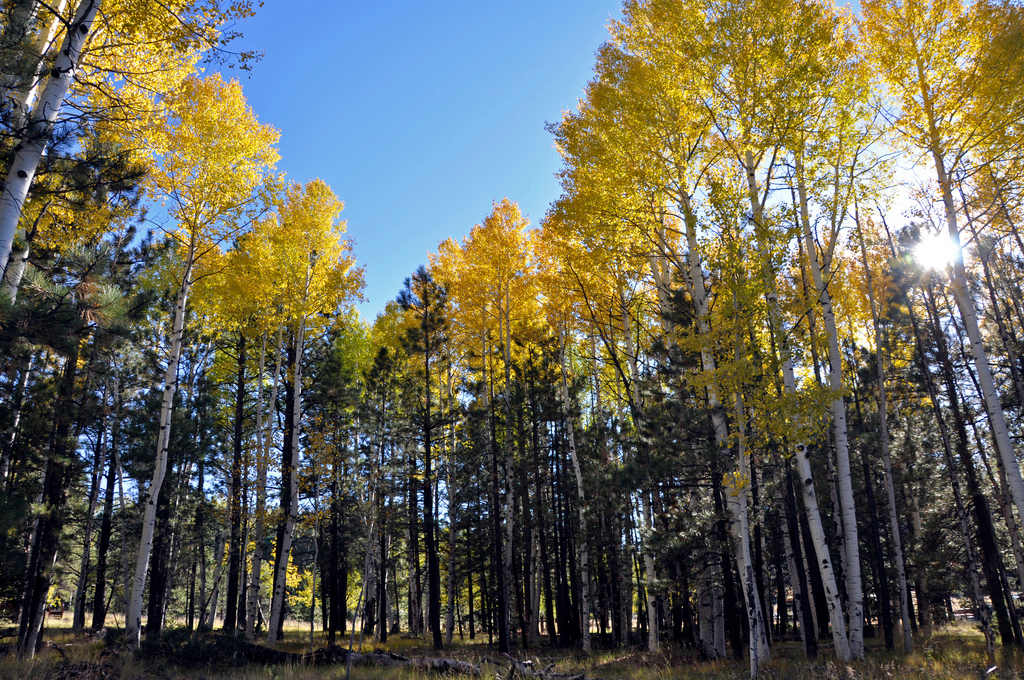 Clear Creek Group Campground