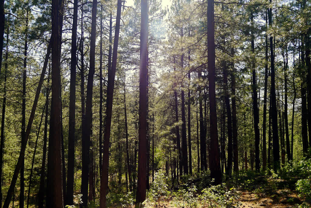 Bermuda Flat Campground