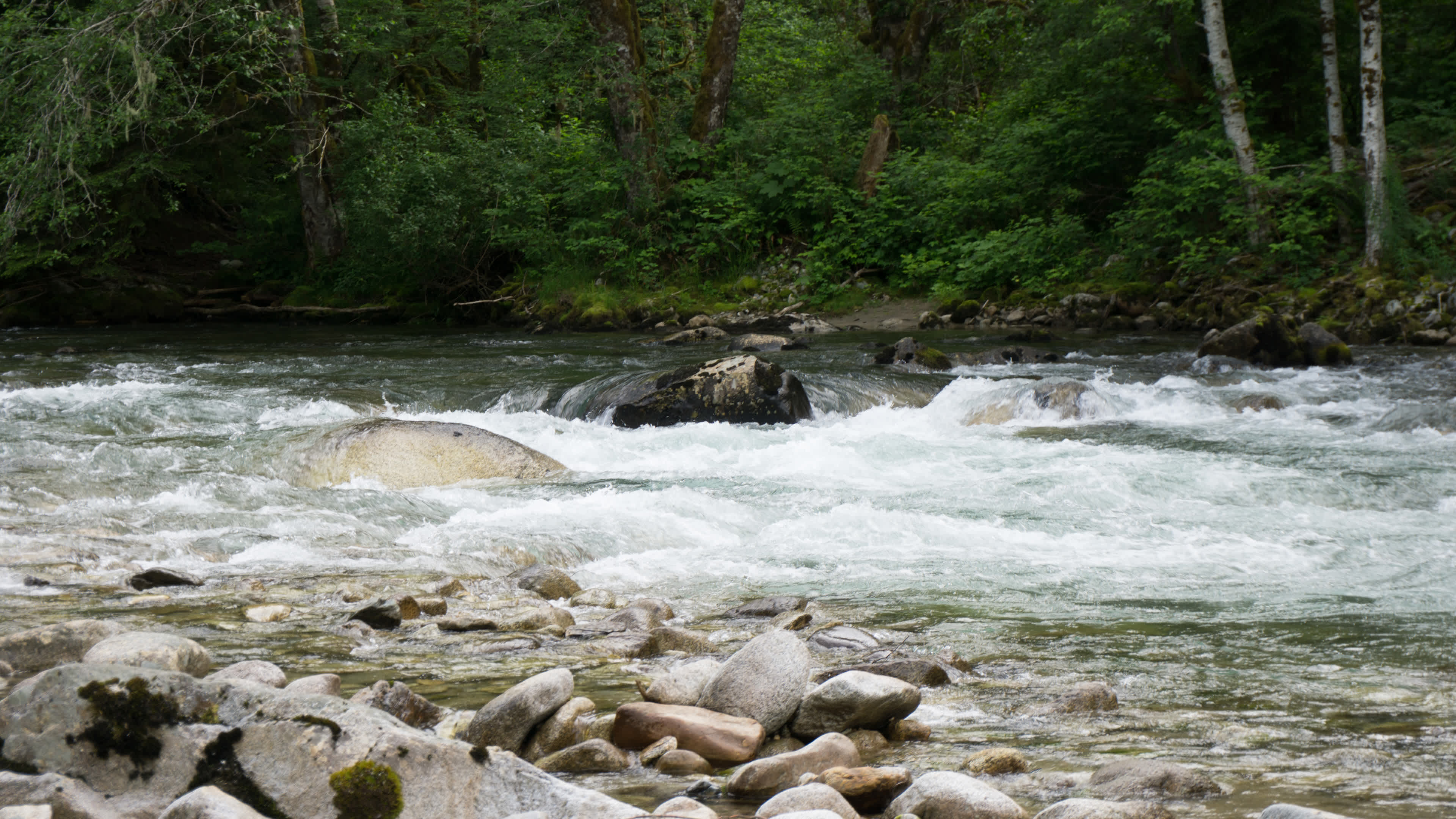 Sauk River running.  Boat launch nearby.