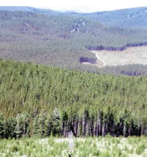 Antone Cabin