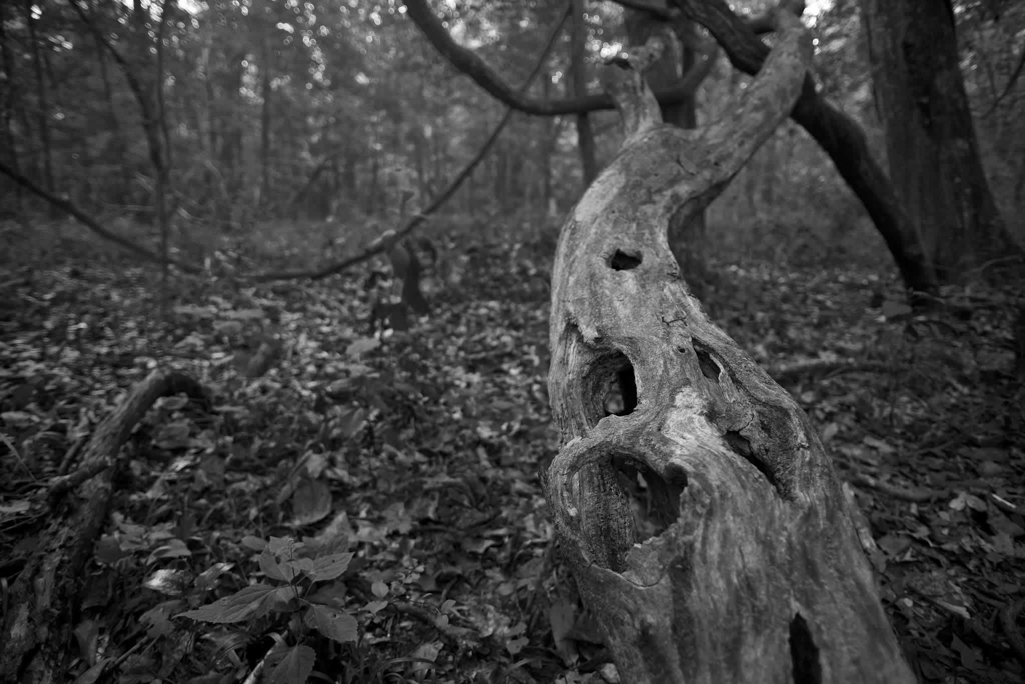Chattahoochee Bend State Park Campground