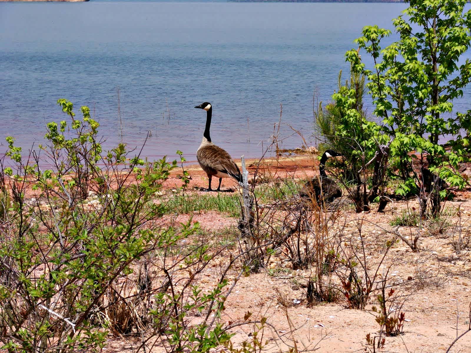 Elijah Clark State Park