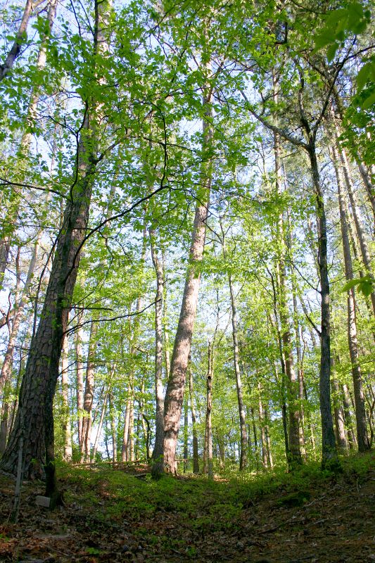 Fern Campground