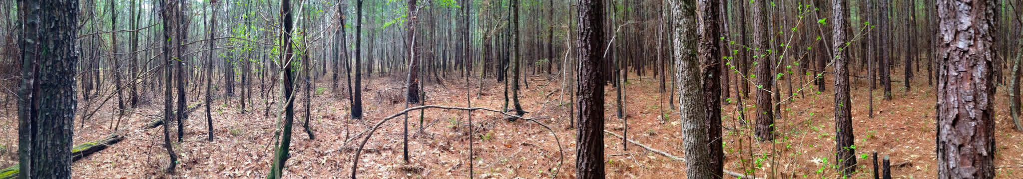 Bienville National Forest