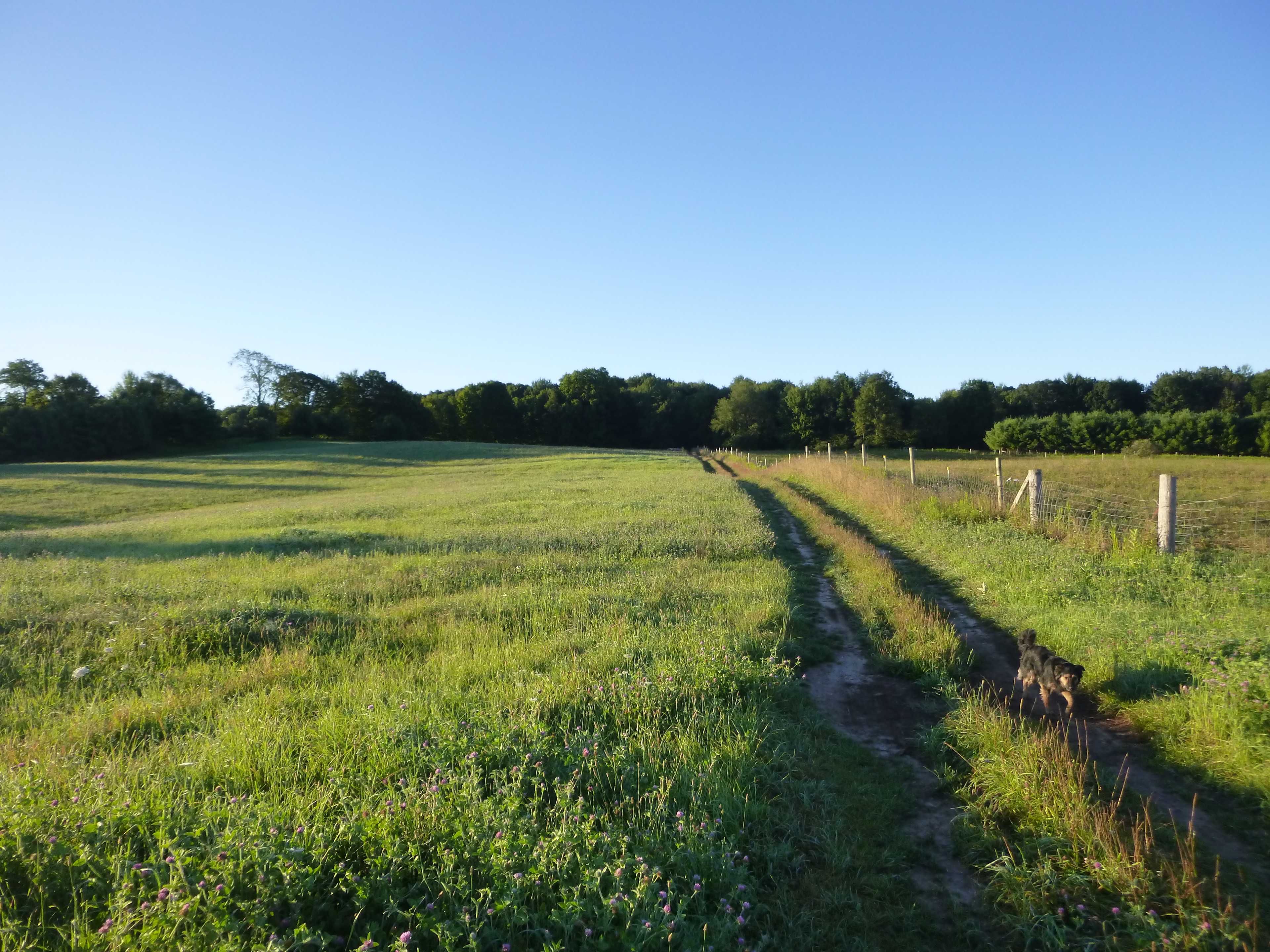 picturesque morning pasture...dog photobomb