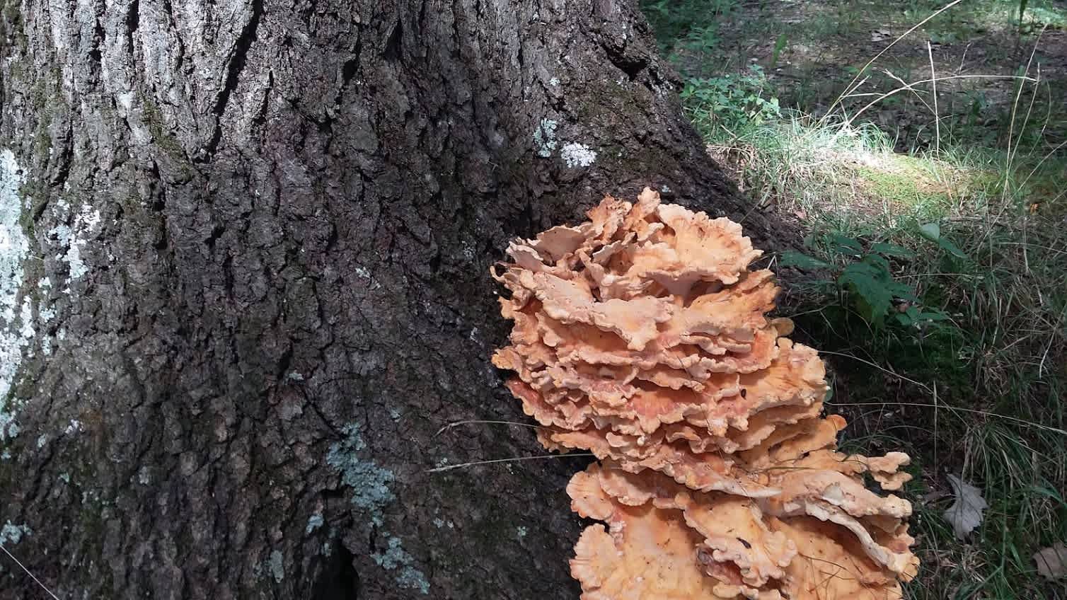Undisturbed nature alll around you