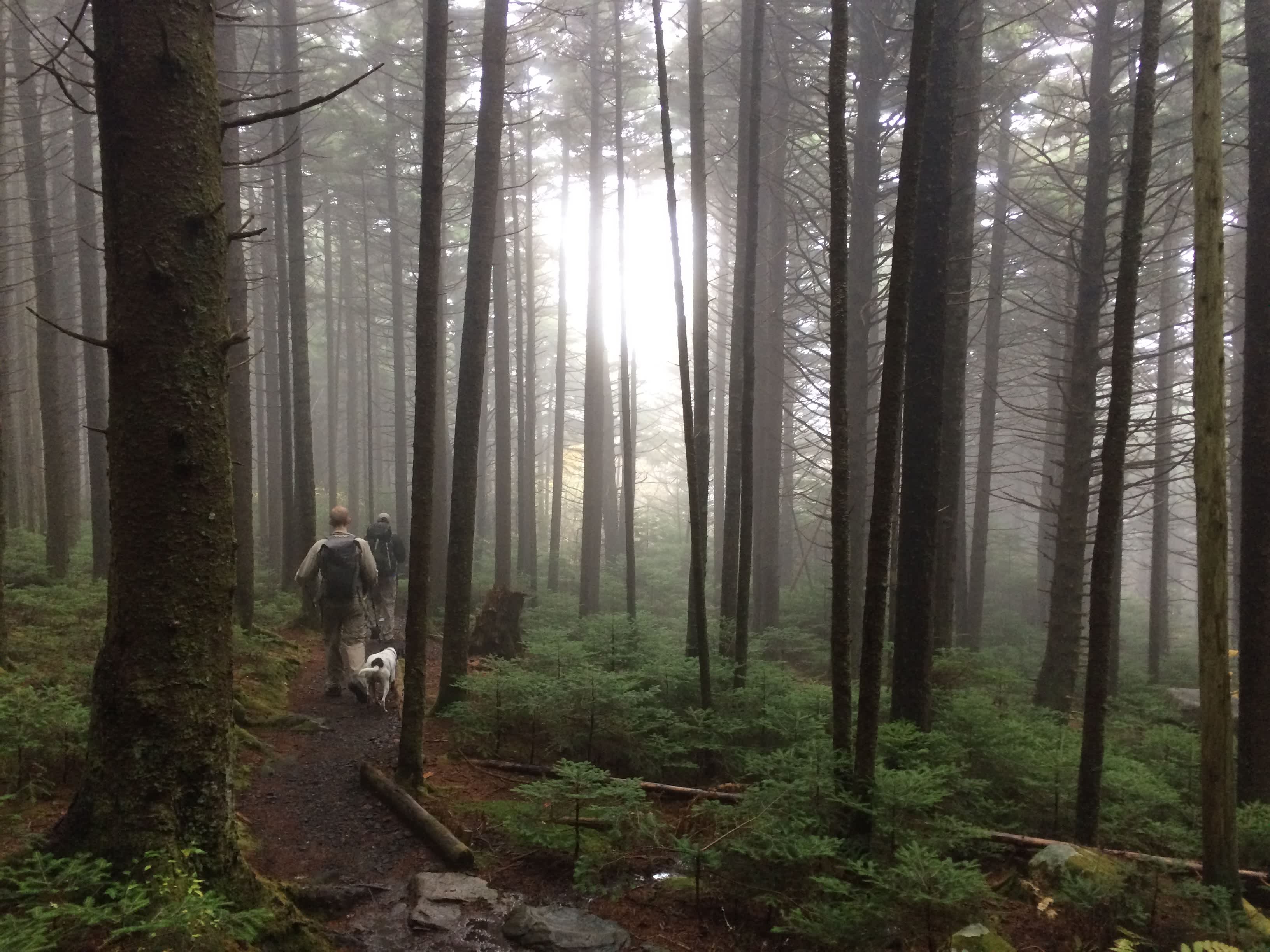 Hiking down Roan mountain on foggy morning.