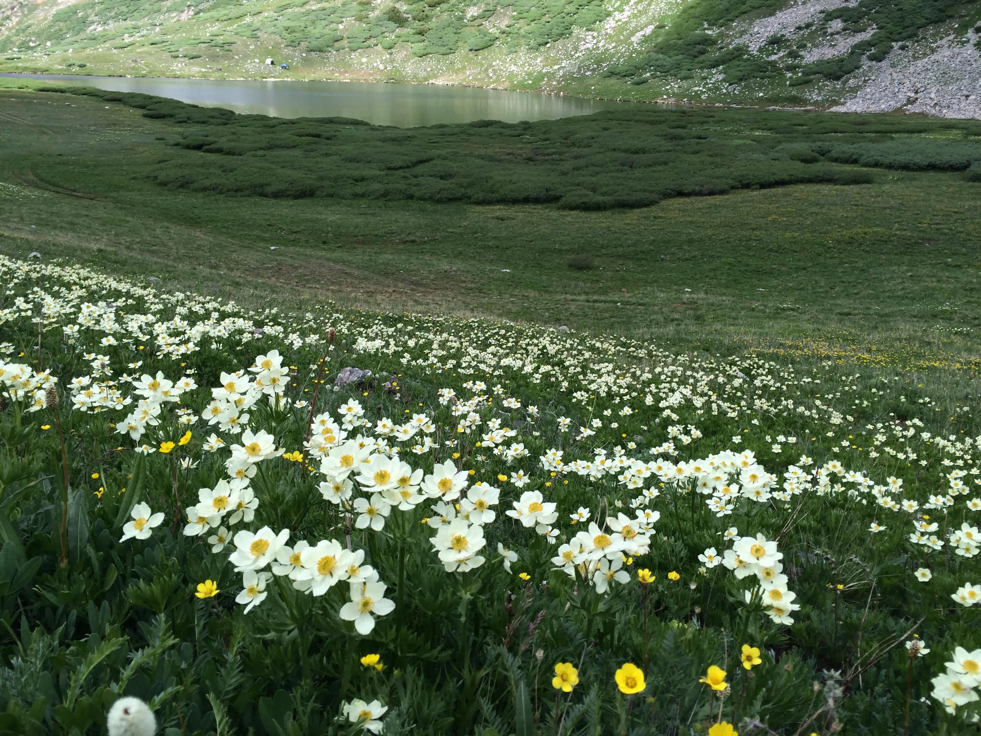 Beautiful wildflowers in late July. 