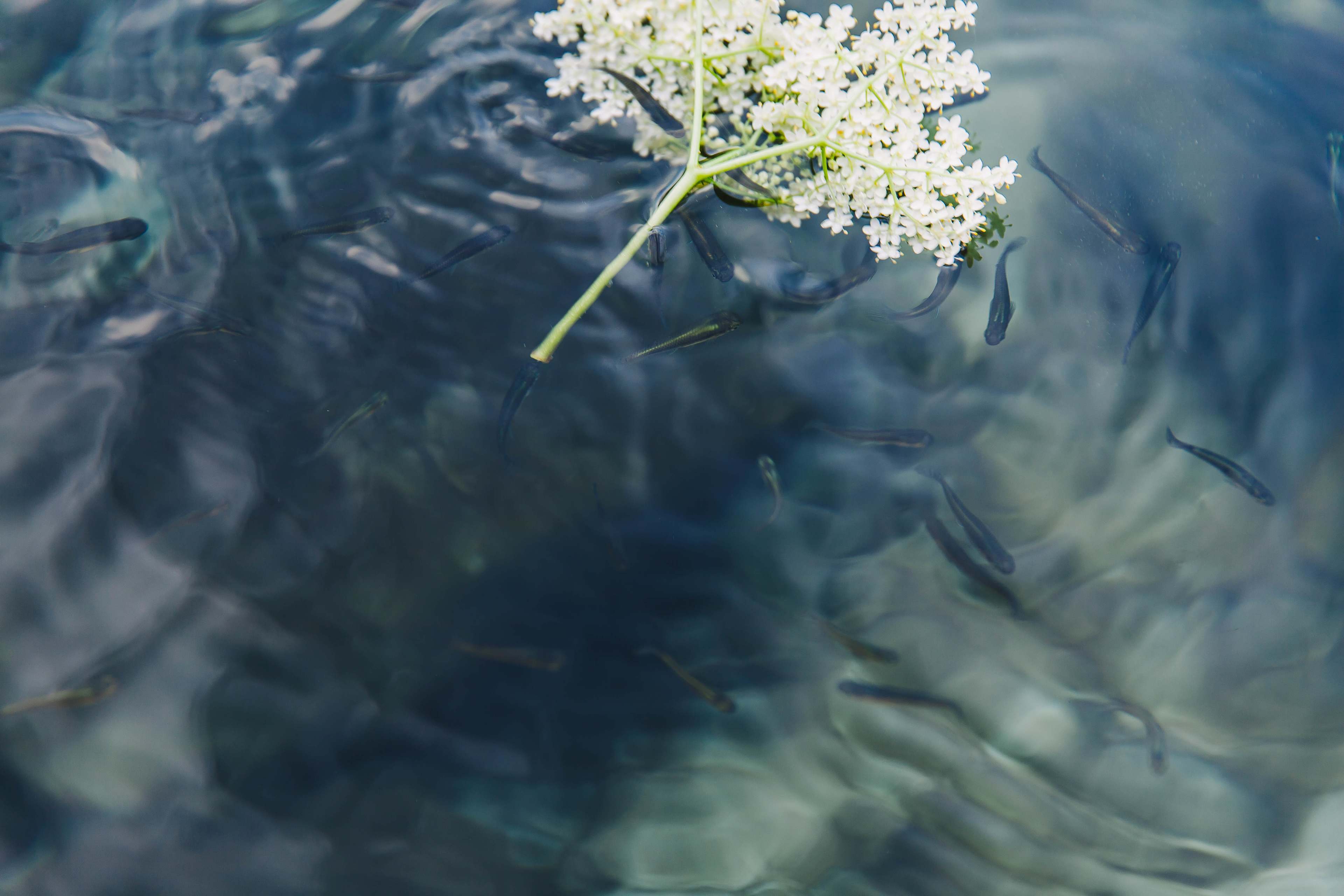 Flower featuring fish. Rainbow Springs.