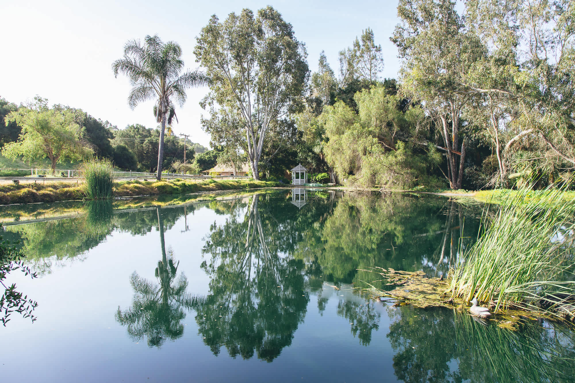 This beautiful pond is alive with flora and fauna. 