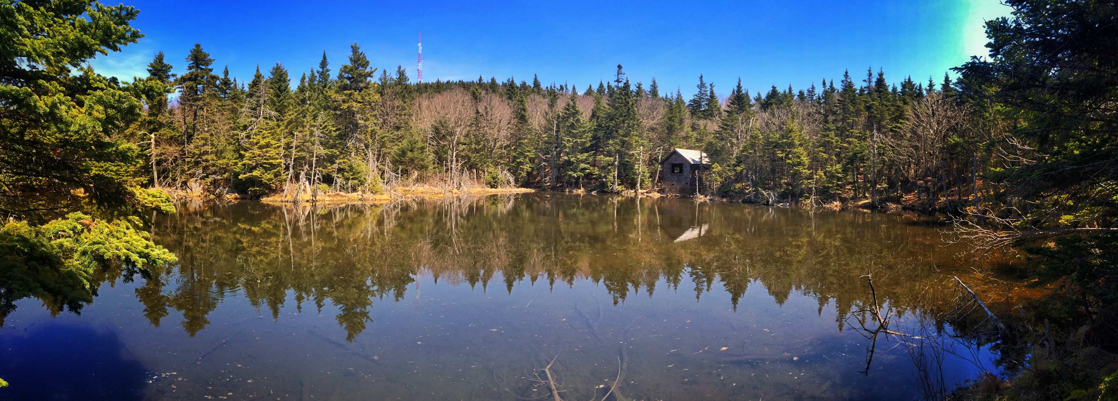 Frog pond near the top of Greylock. 