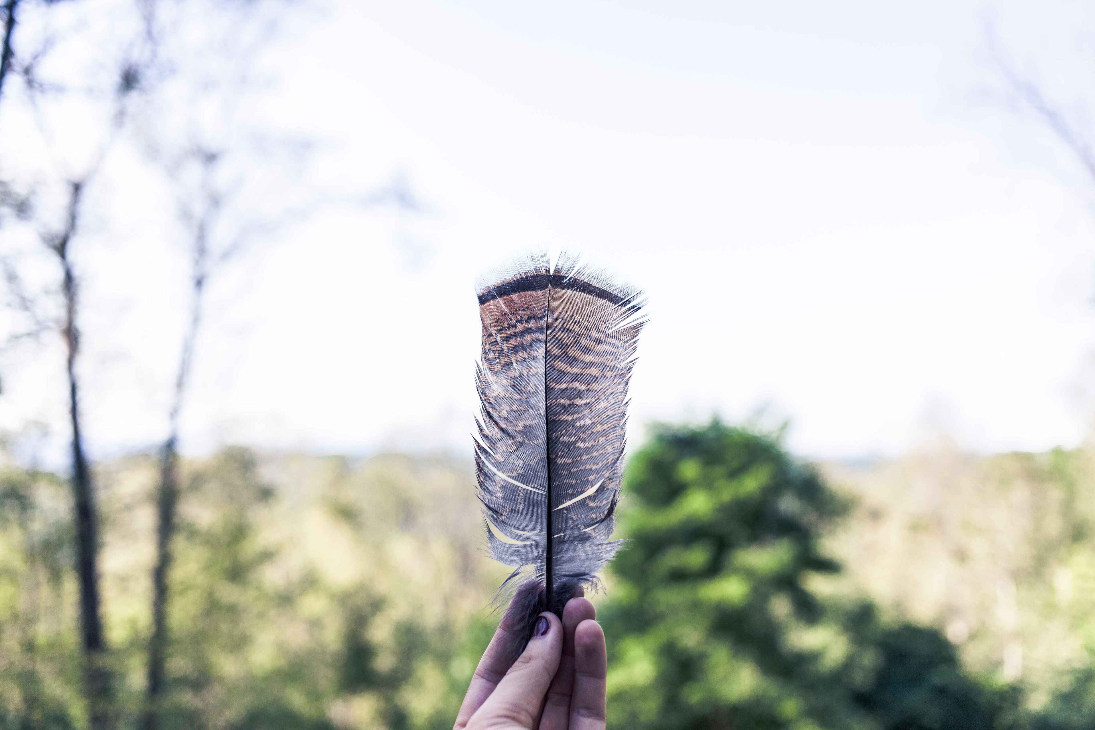 Signs of the wild