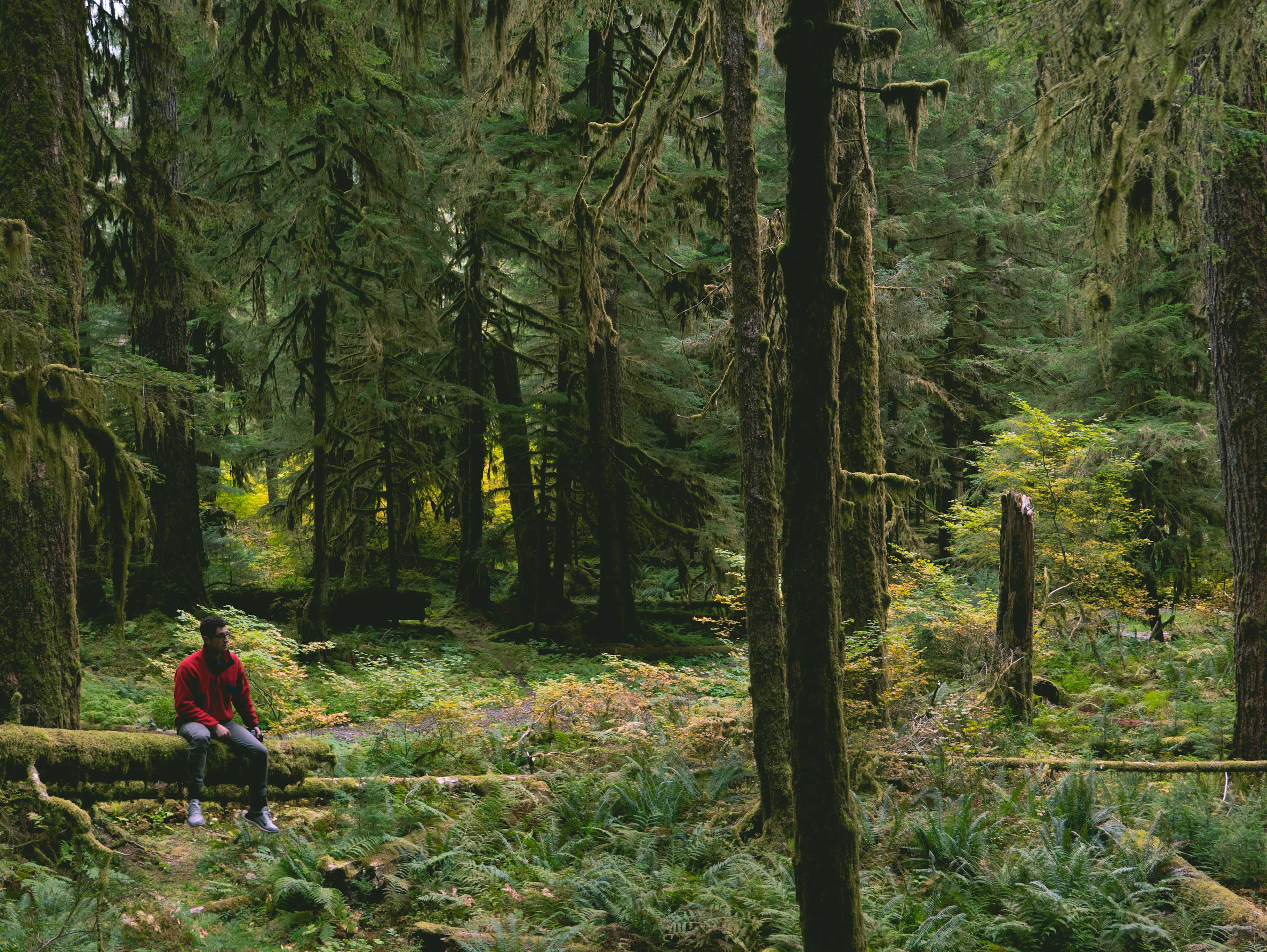 The campgrounds here are surrounded by lush, fairytale-like forests.