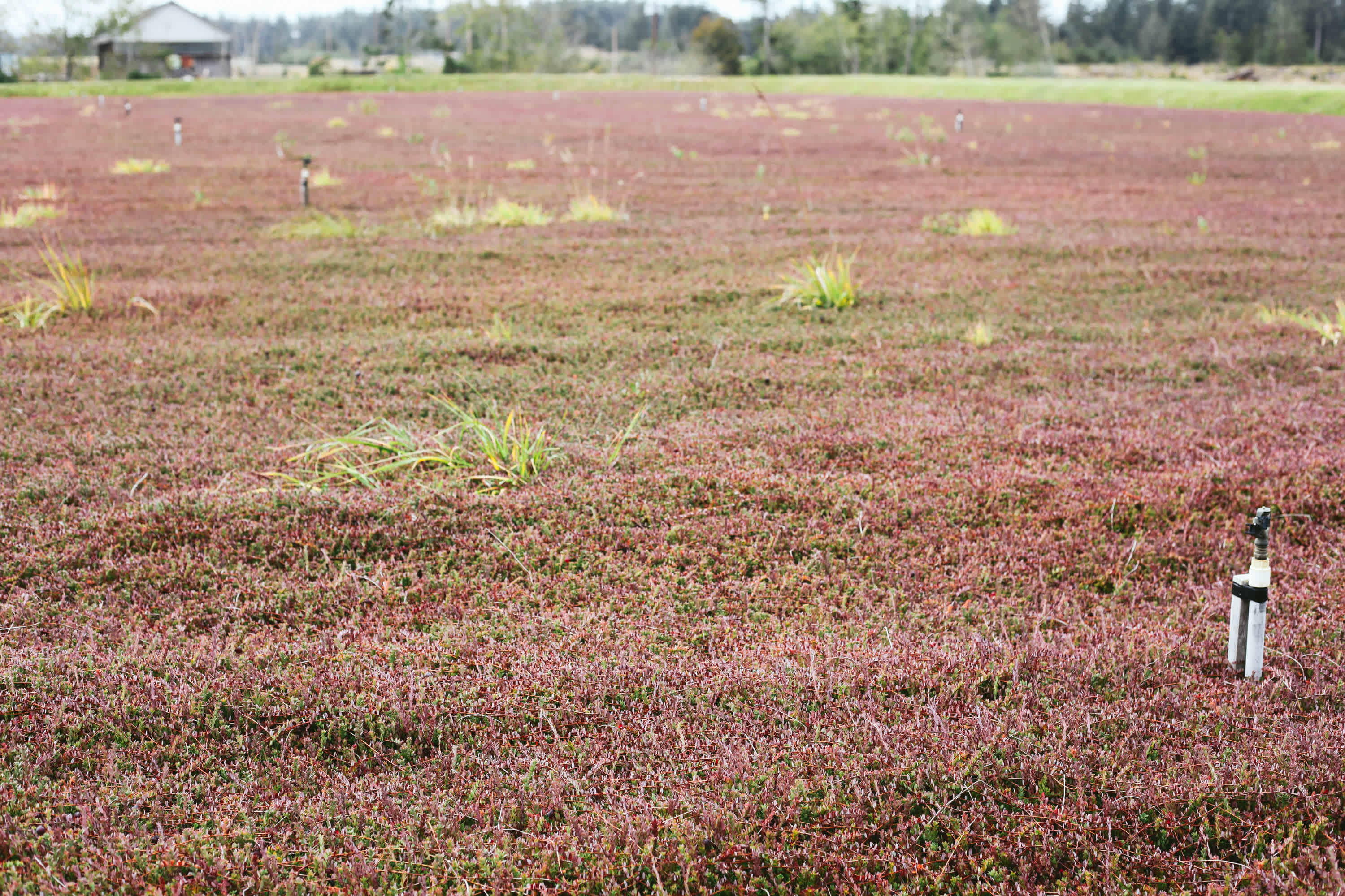 The cranberry fields near by. The town has many cranberry farms in the area!