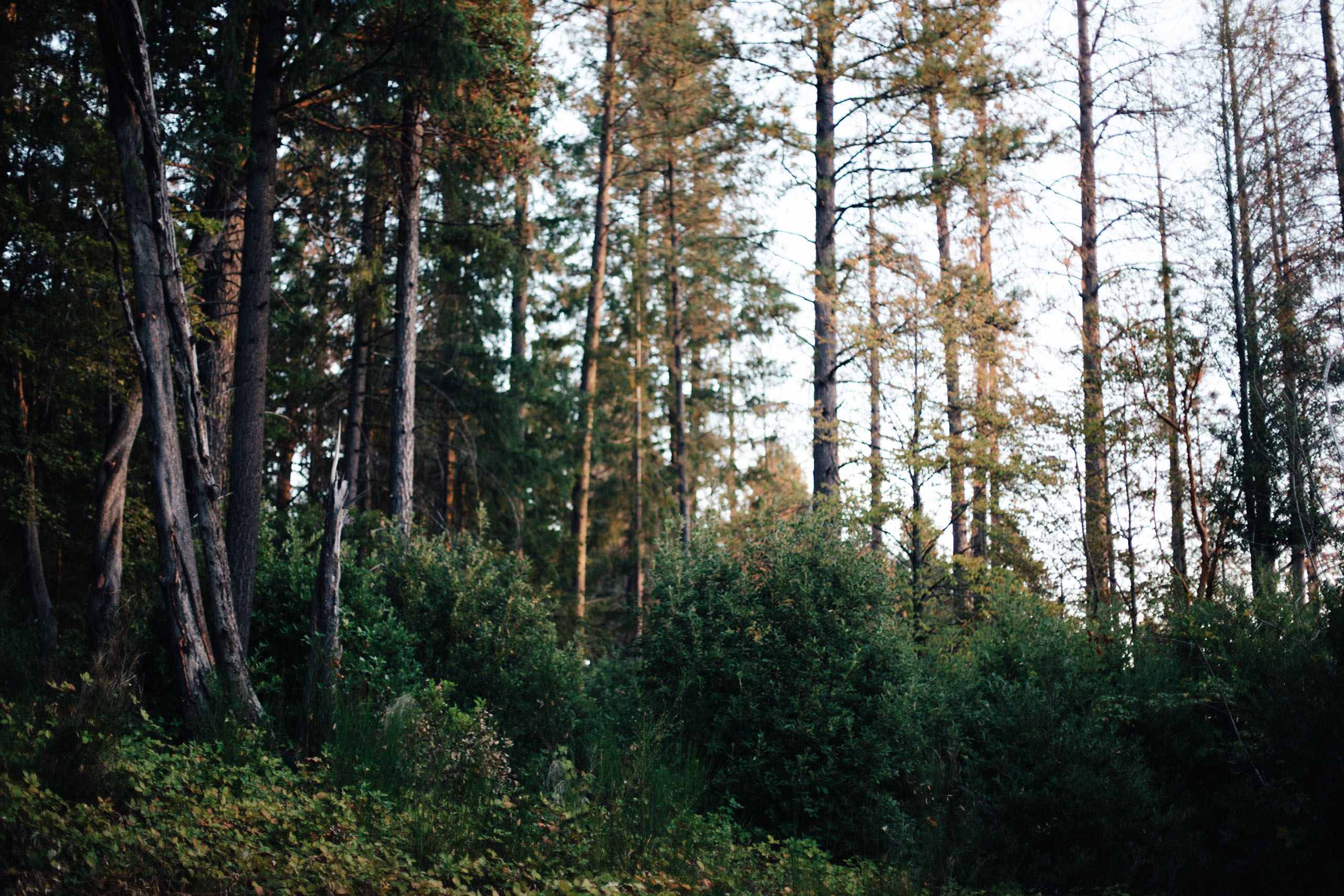 More of the beautiful trees on the property. 
