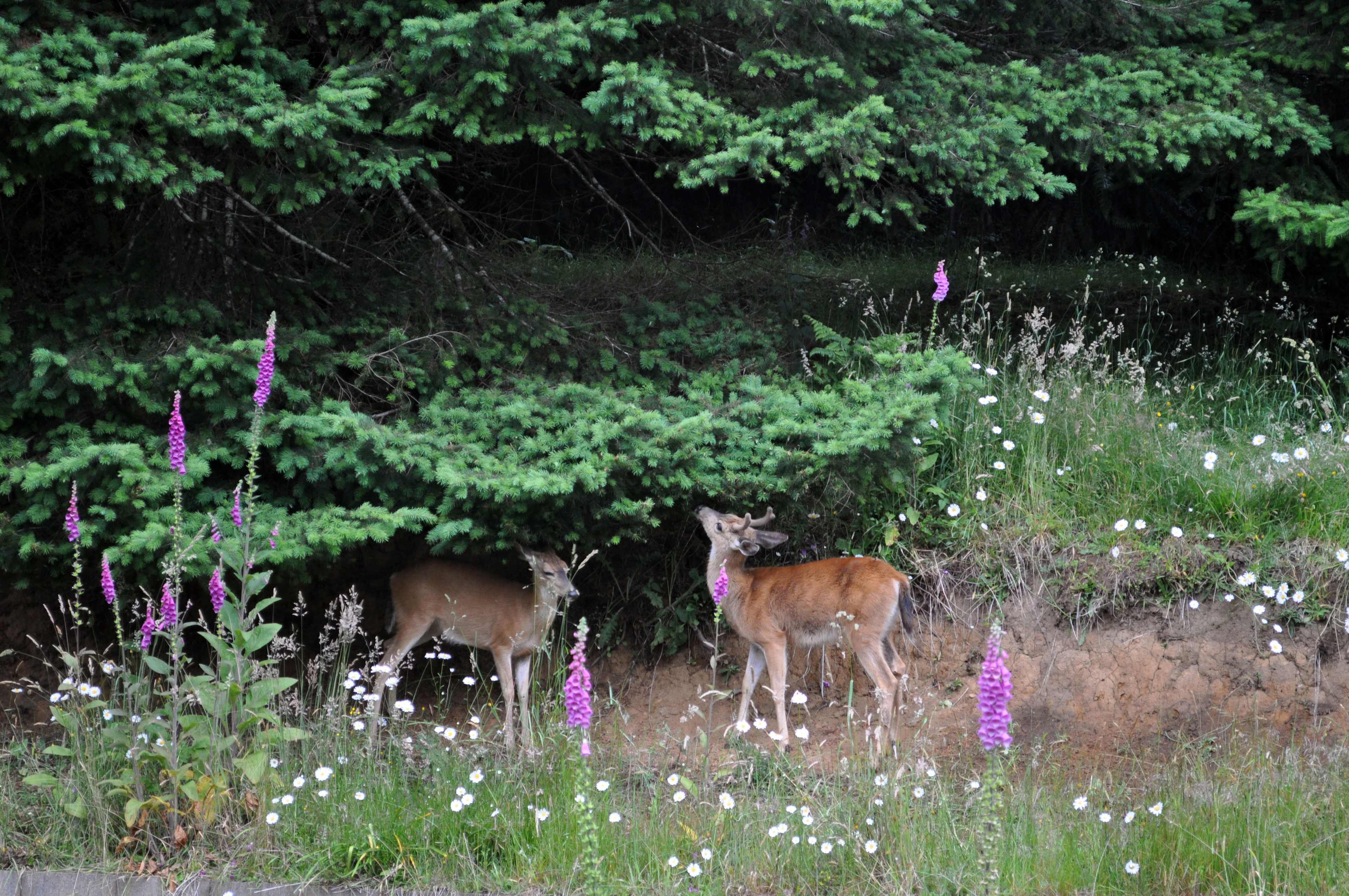 Powder Creek Campground
