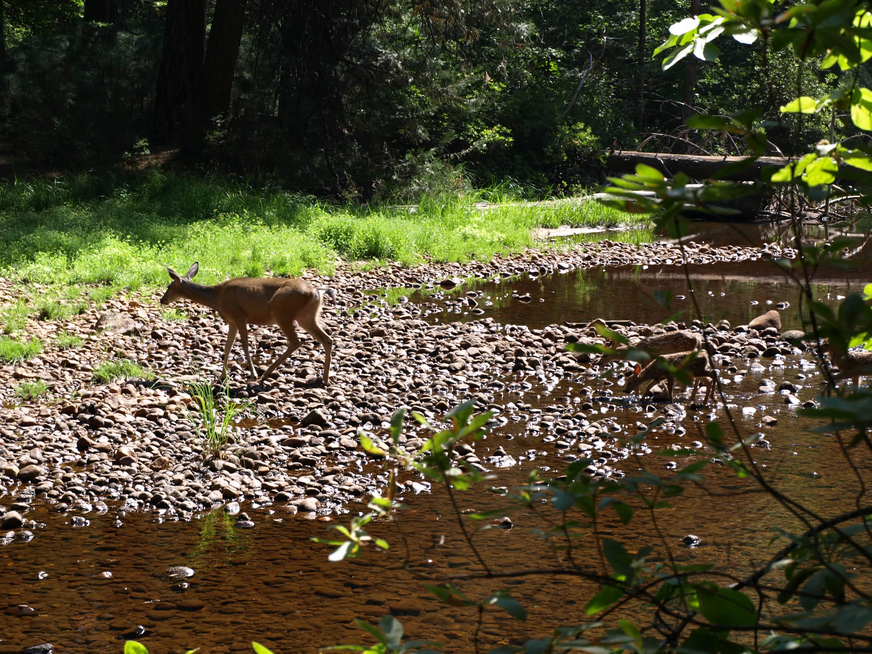 North Pines Campground