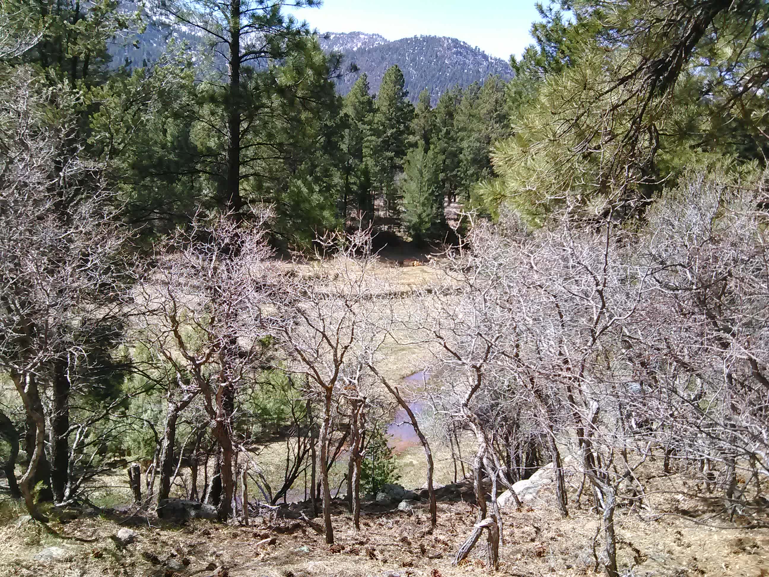 Deer everywhere!