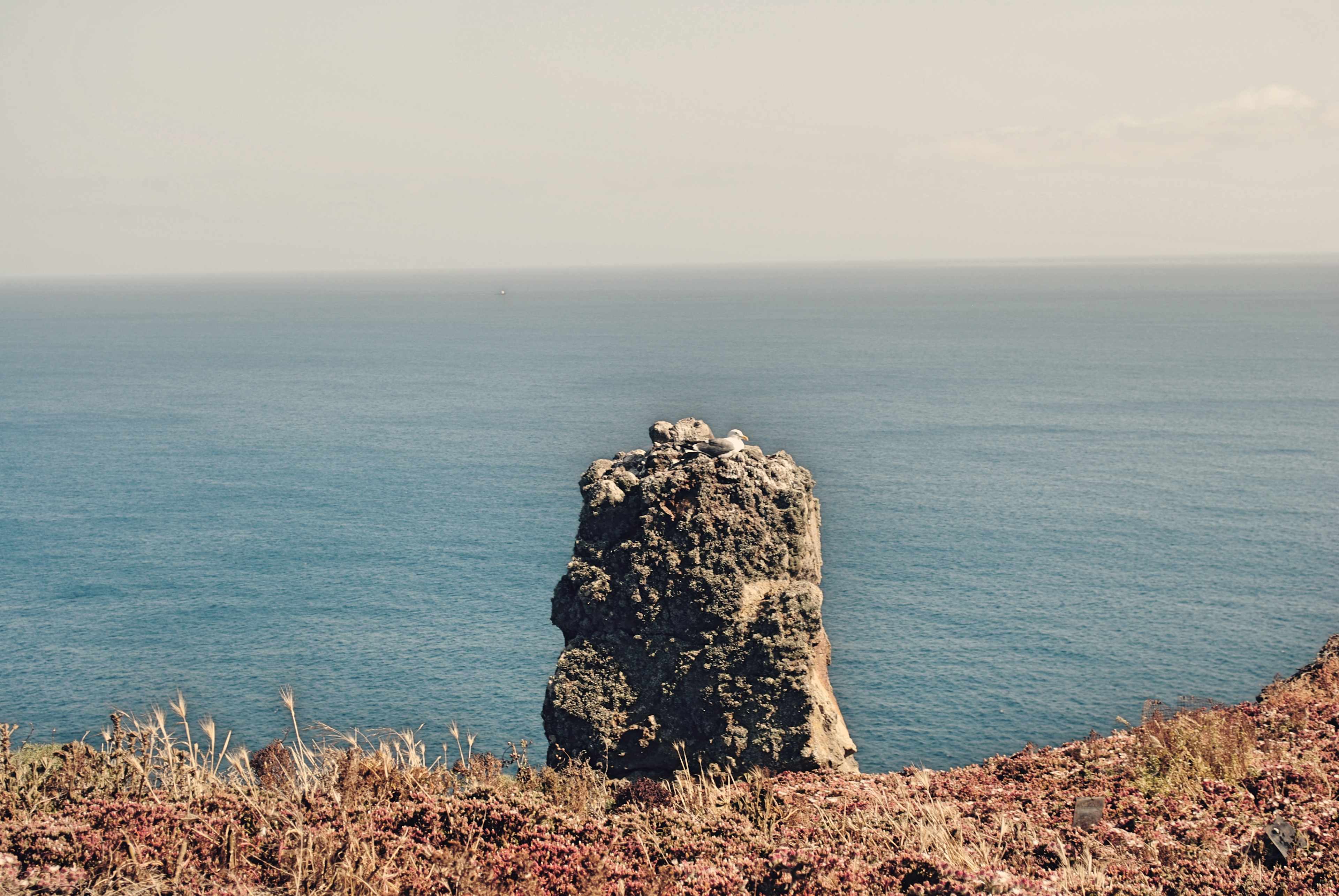 A seagull perched on a rock.