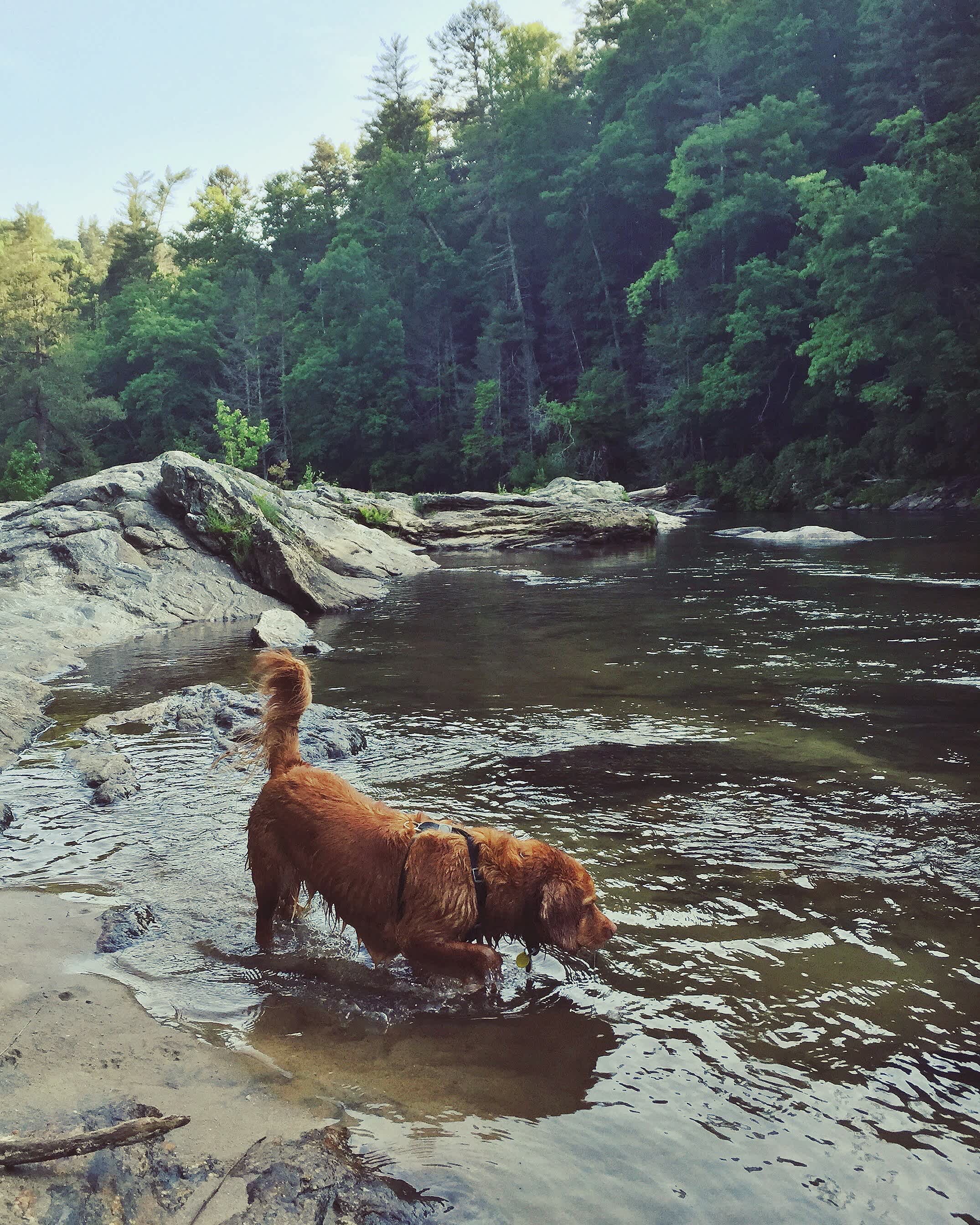 Hunting water bugs above Woodall Shoals