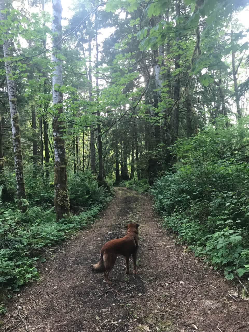 There's a path to some other campgrounds that are being built and firewood.