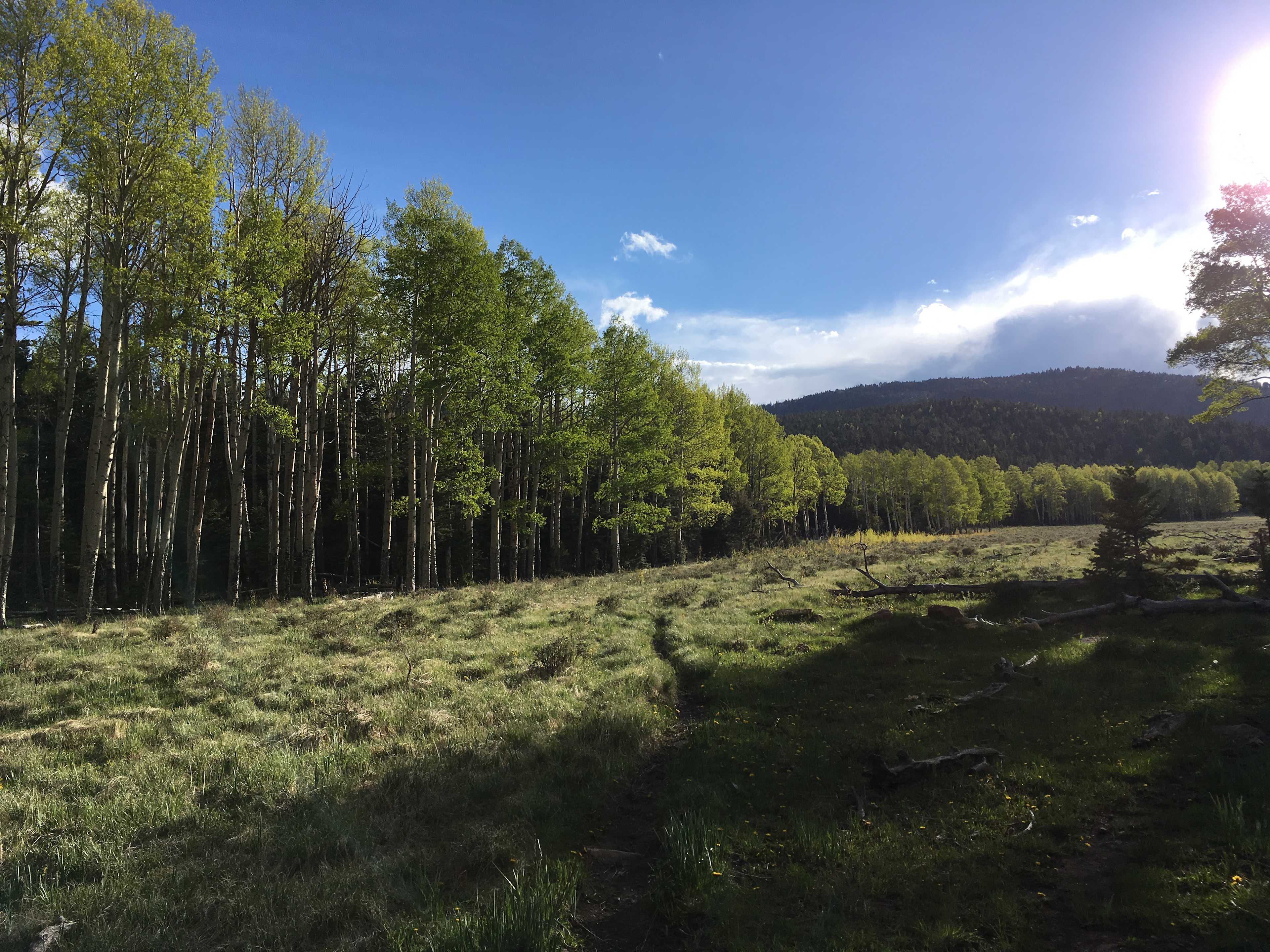 Meadow behind loop 1 sites