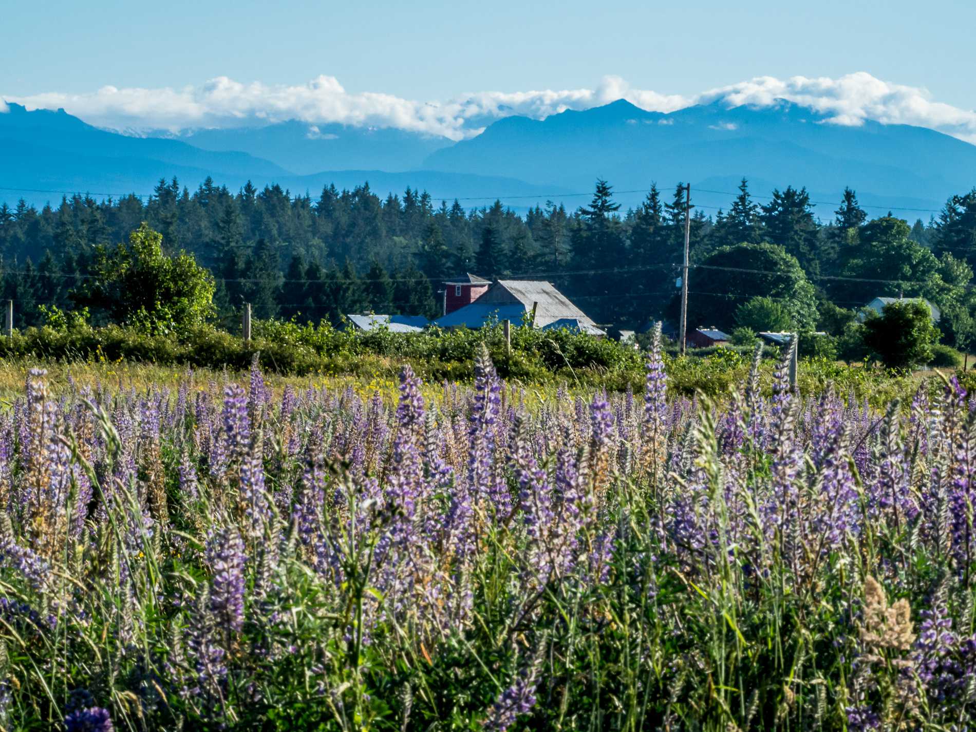 Snow capped Olympic mountains seen from our native prairie