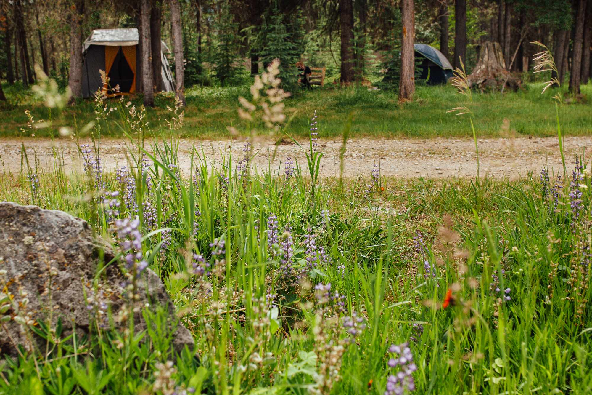 Montana wild flowers all around