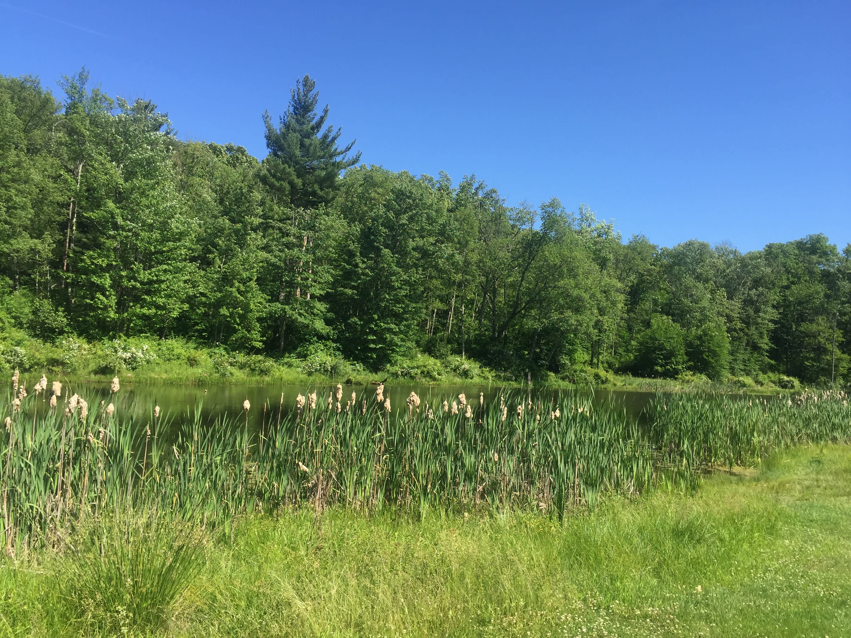 Shotwell Pond, theres a little bench to sit and drink your coffee or listen to the frogs chirp in the evening.