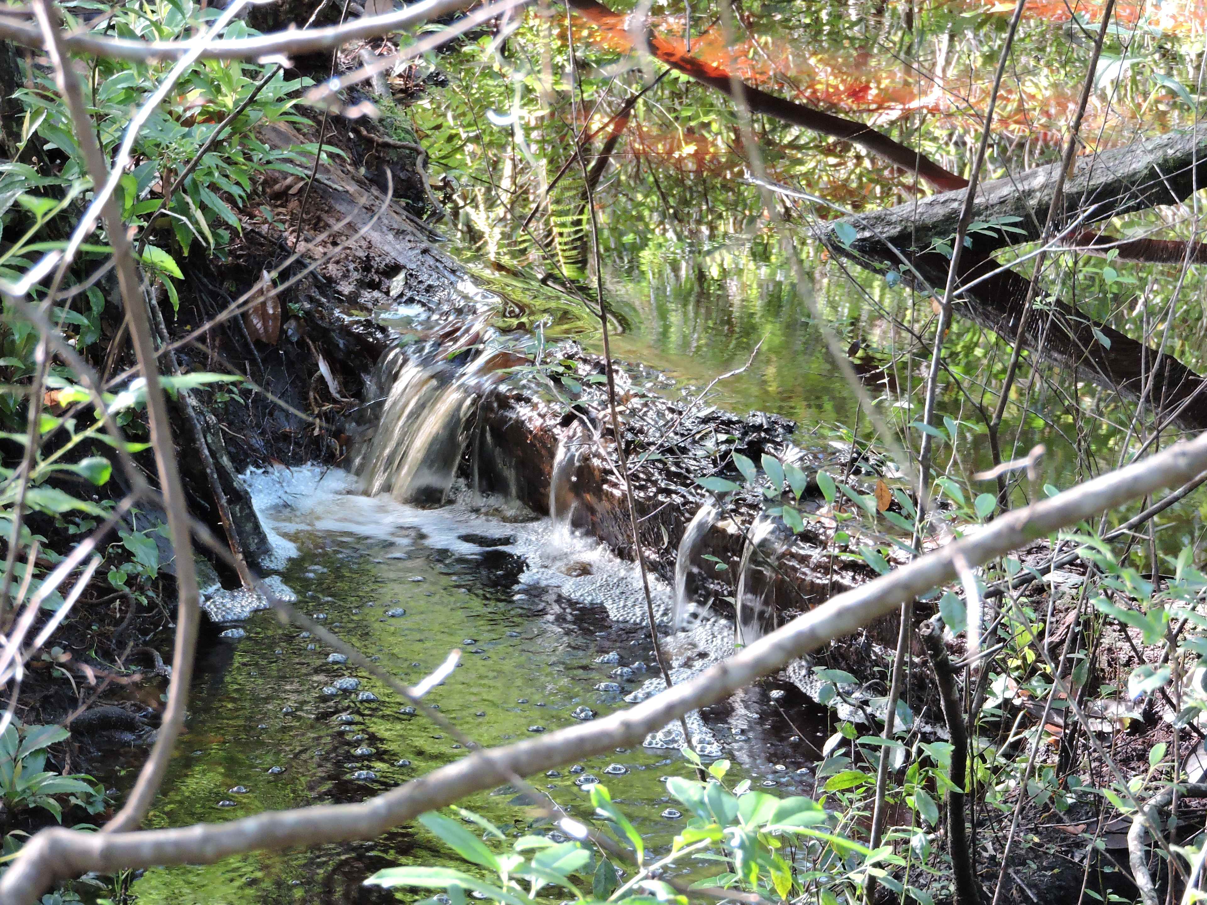 Naturally flowing creeks brimming with wildlife