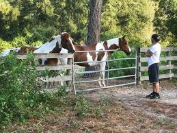 The Griffin Ranch 