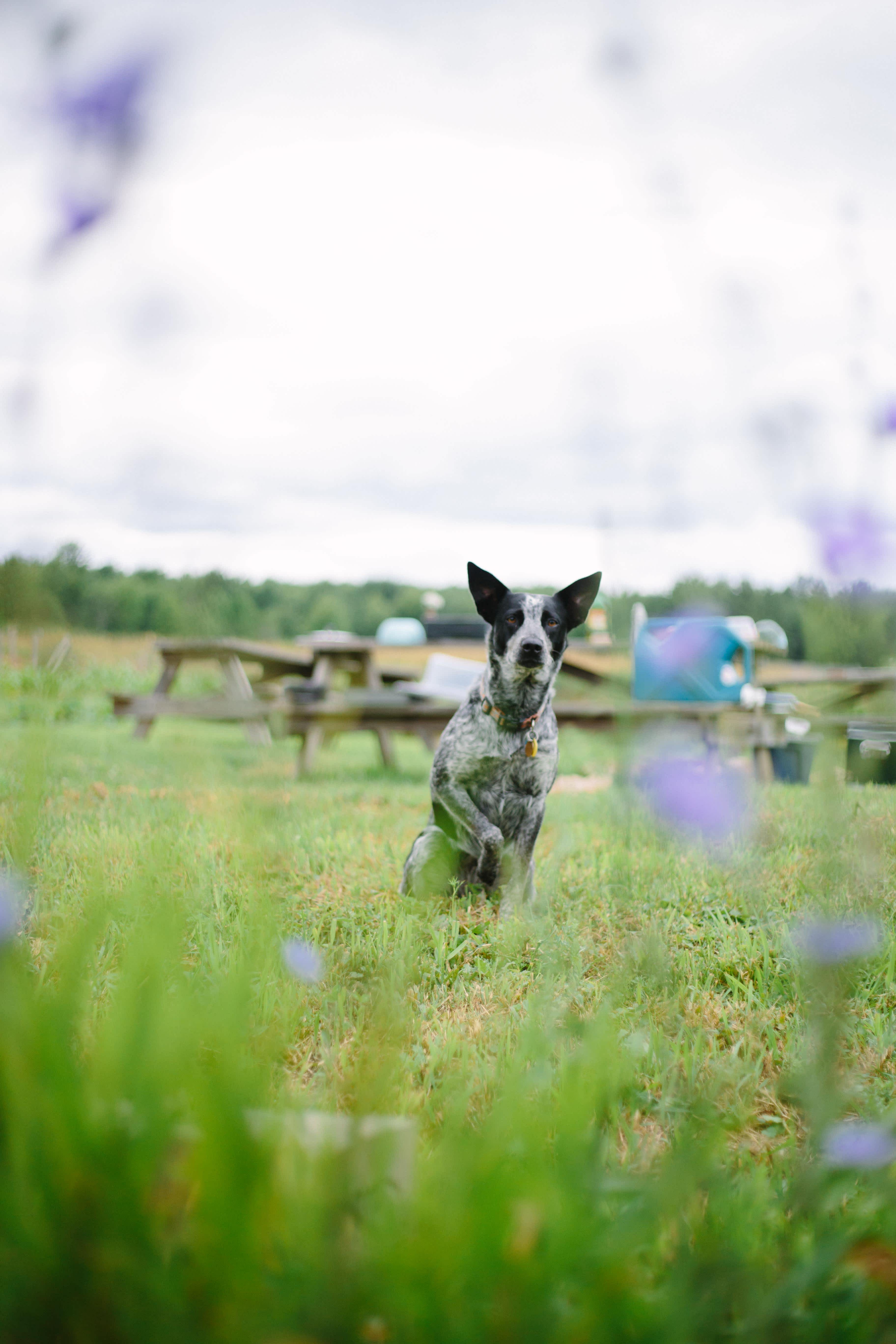 Flannel Dog Farm