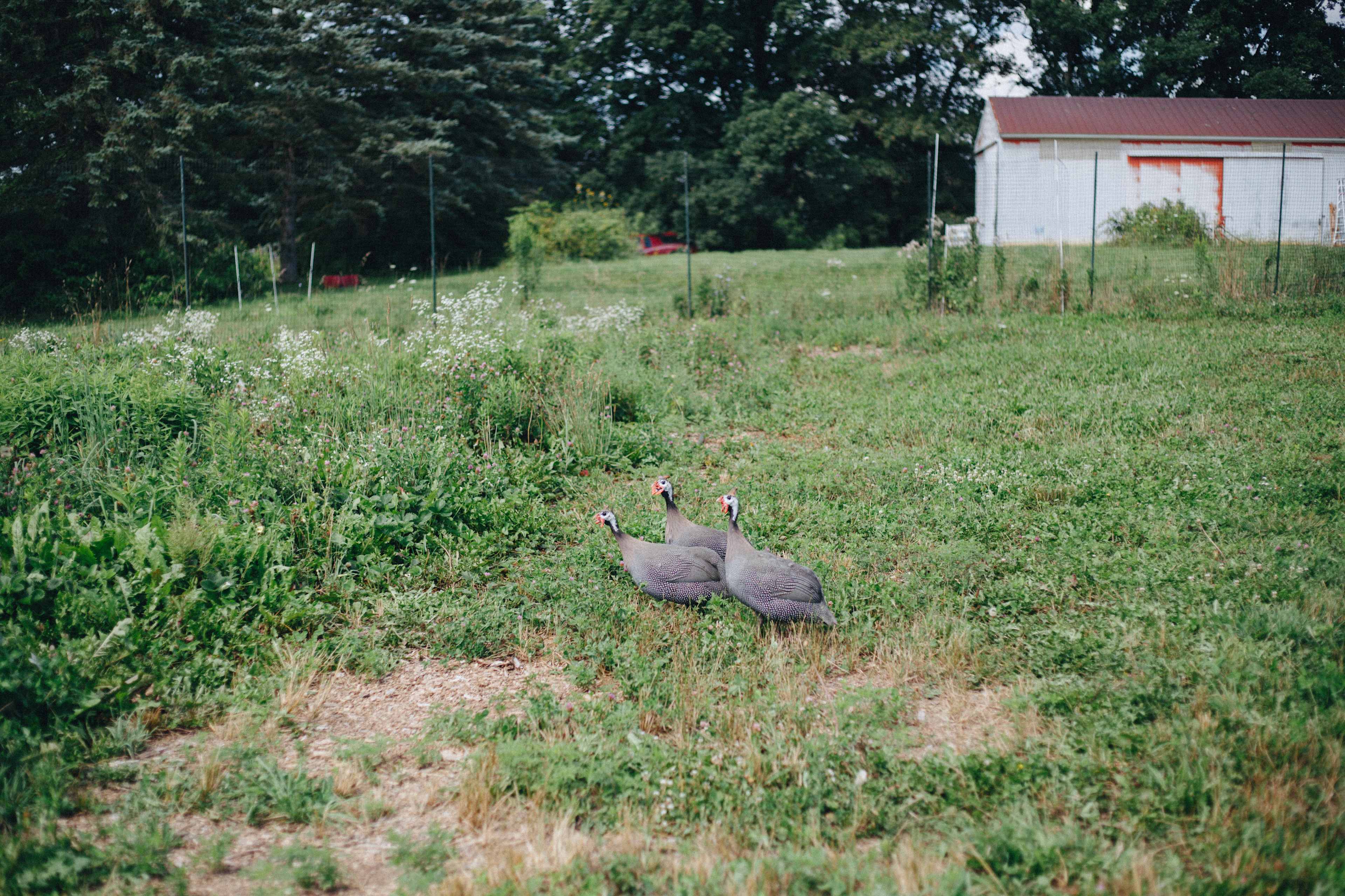 Nature and Nurture Farm