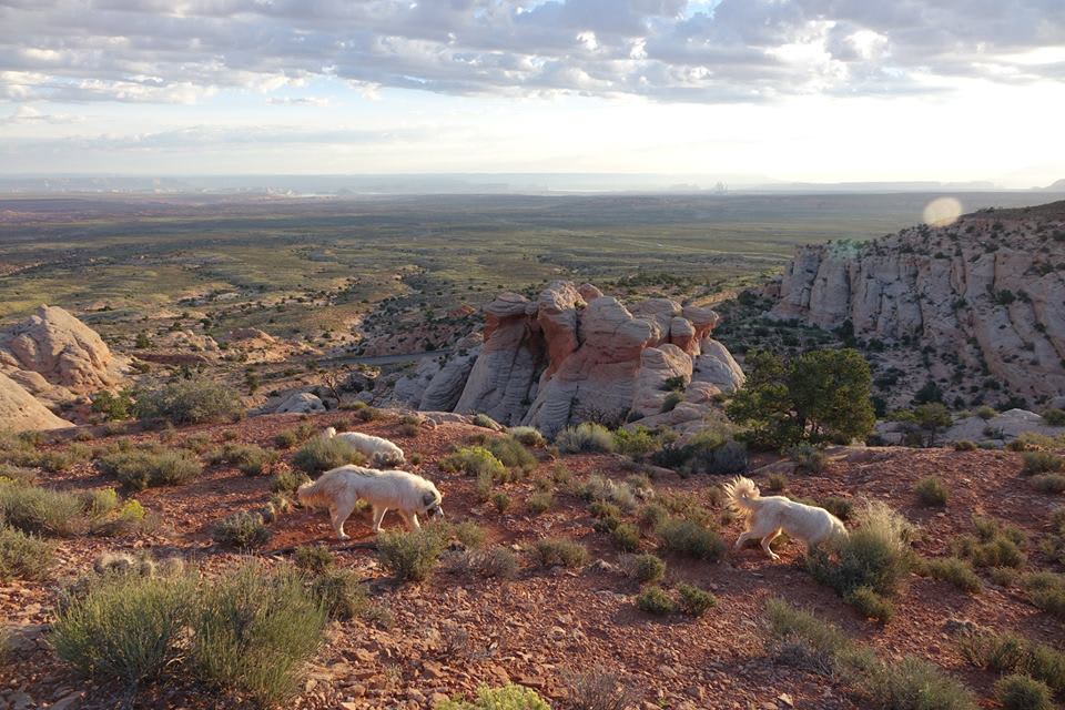 Picture of the site