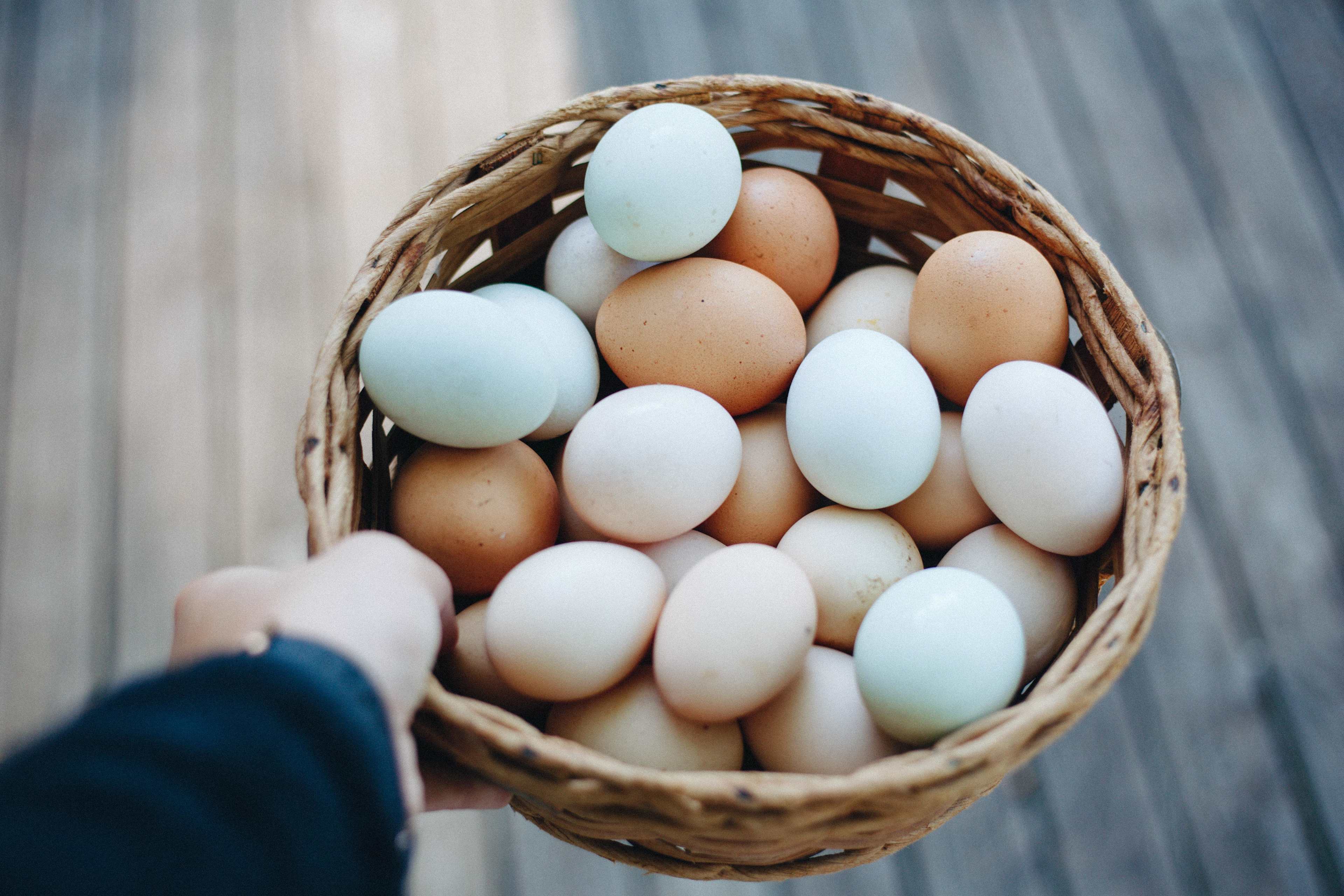 farm fresh eggs from their free rage hens