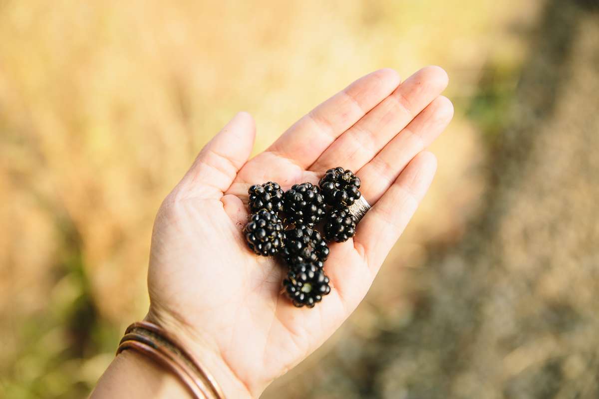 Picking blackberries for pancakes.