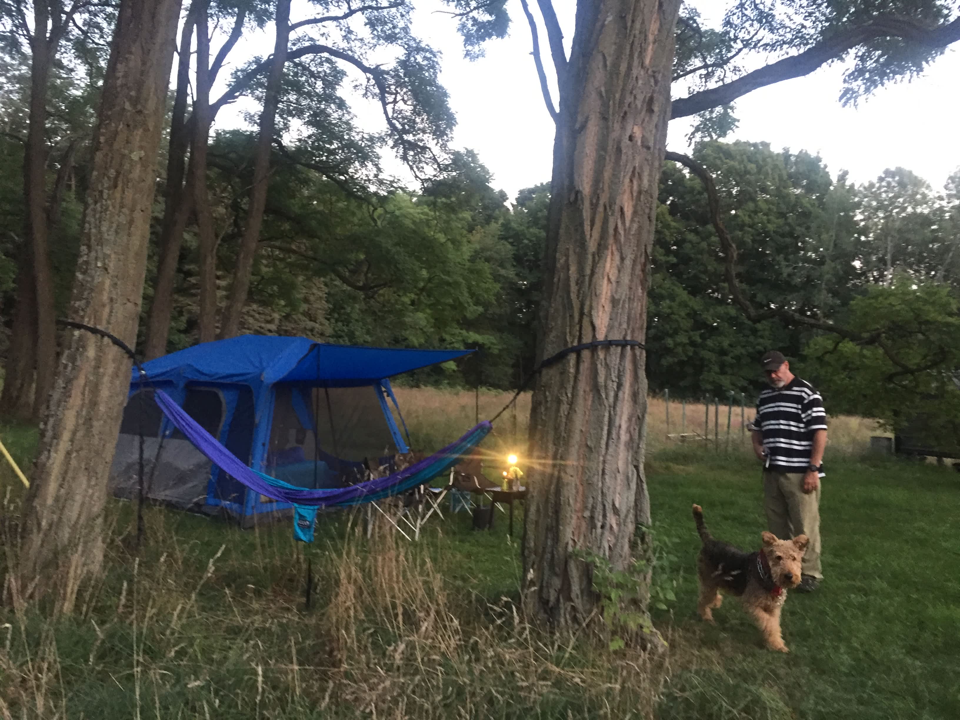 Camp site in the grove 