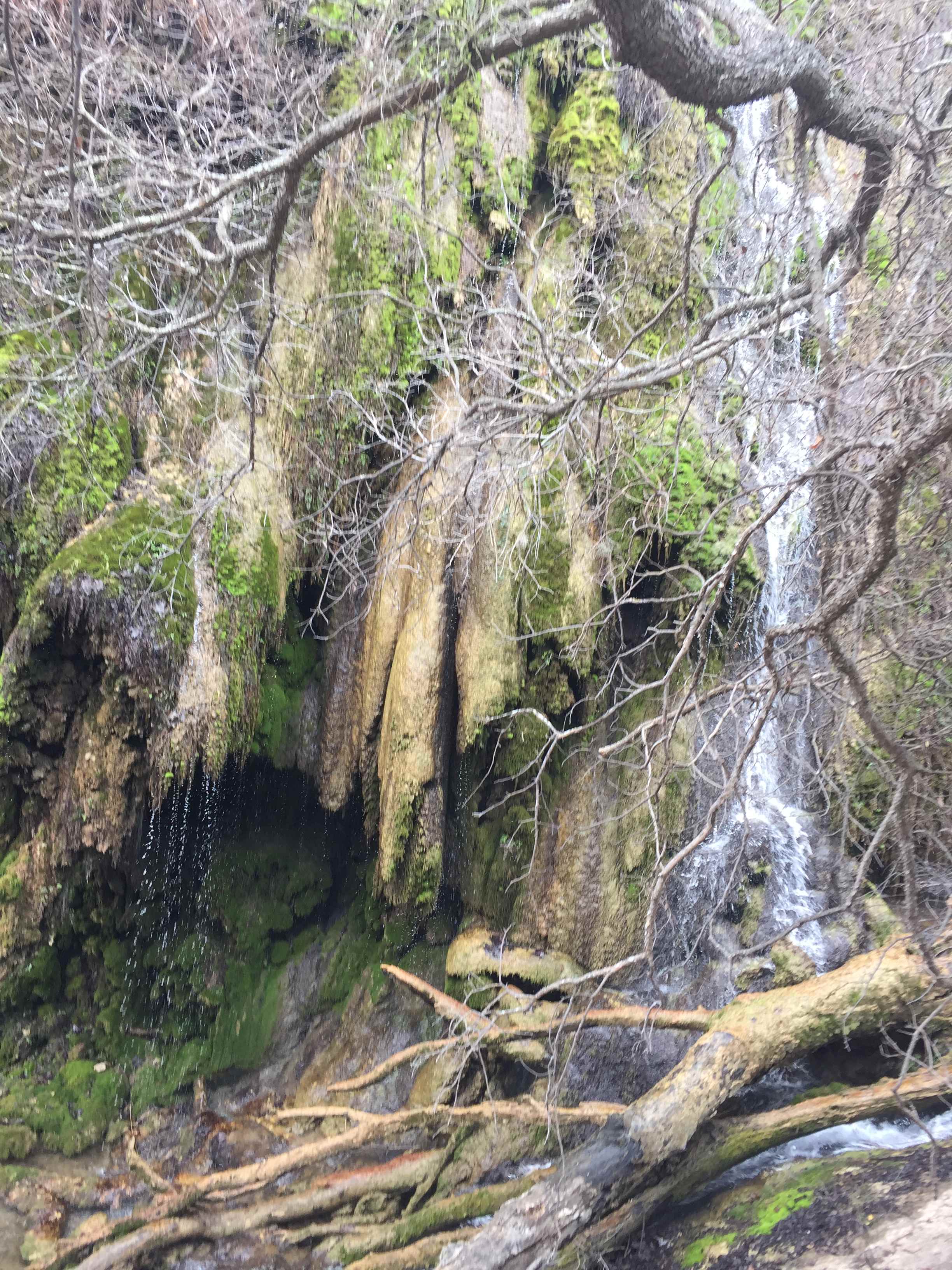 Gorman Falls. So green.