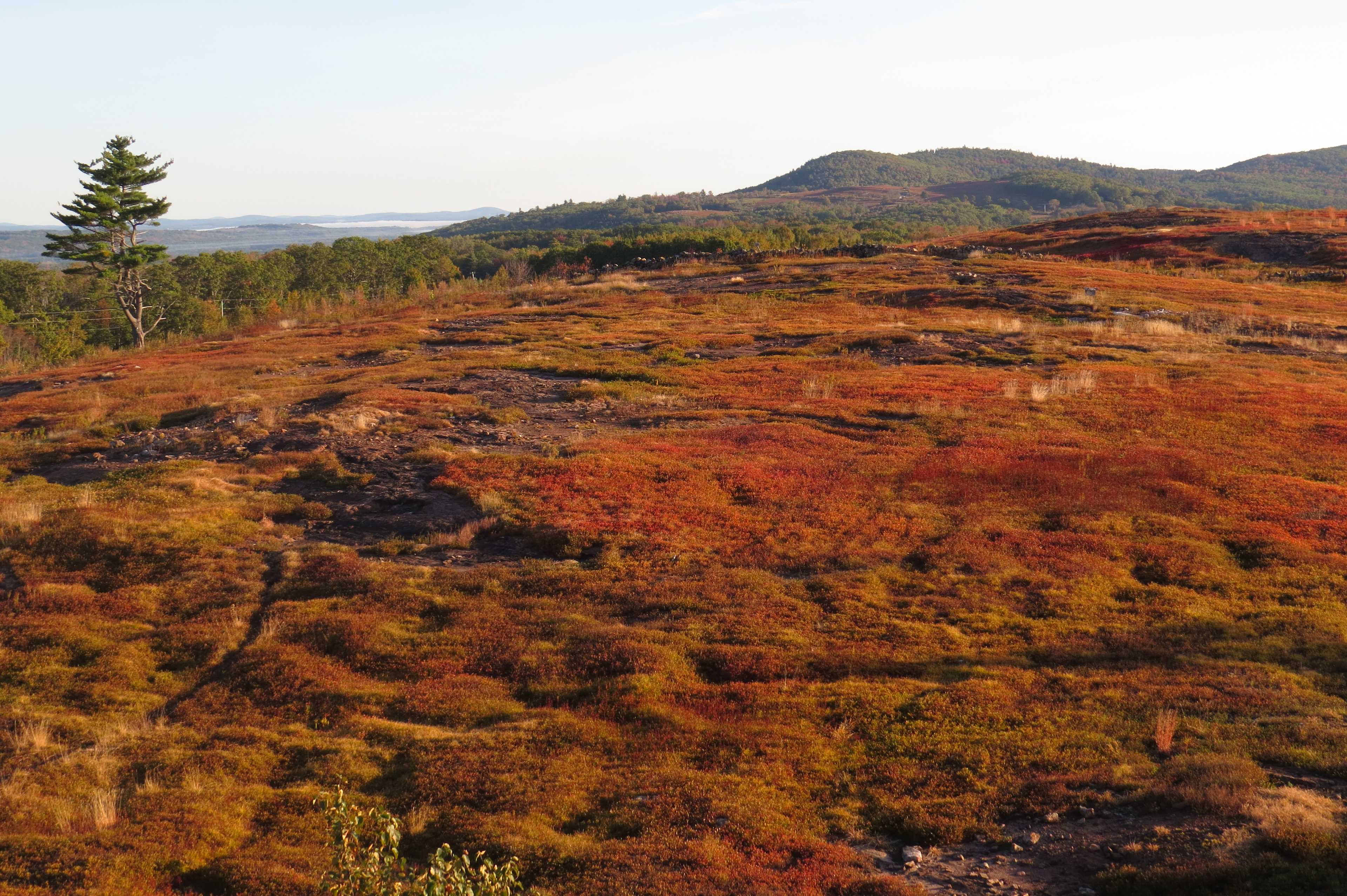 Magnificent View Blueberry Hill